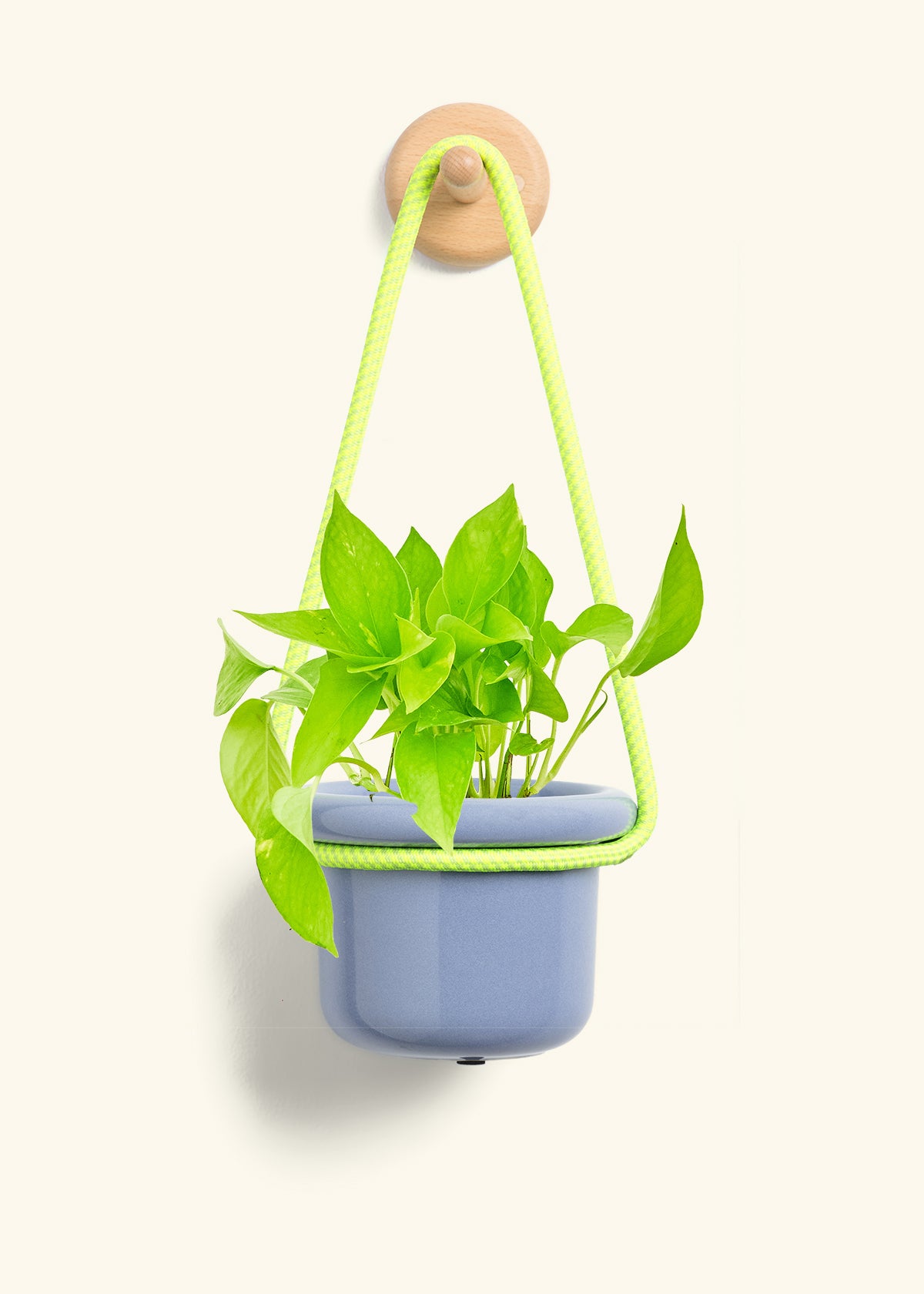 Golden Pothos, Small