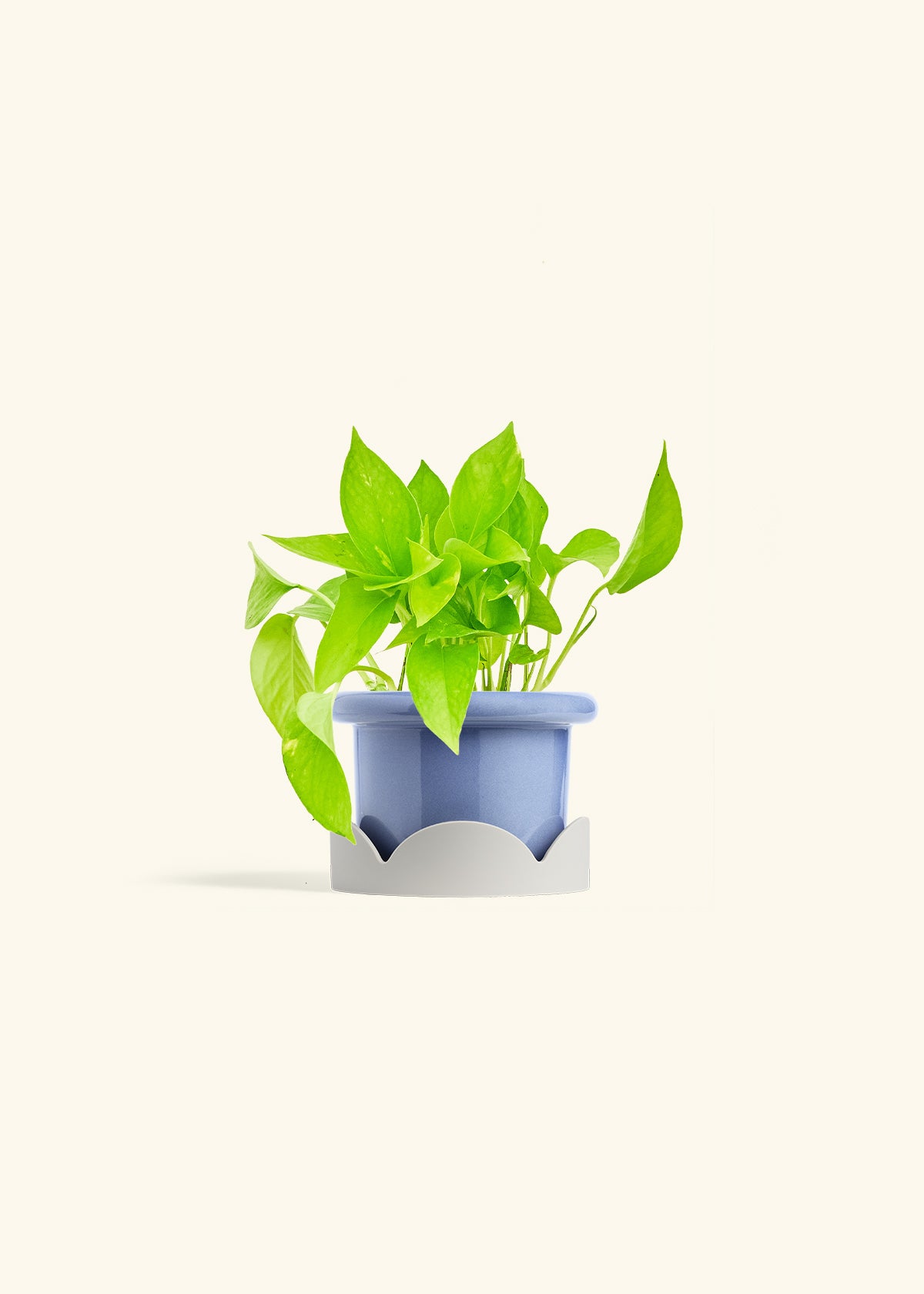 Golden Pothos in a 4 inches Fat Lip Blue Planter in a Oat Petal Drip Tray