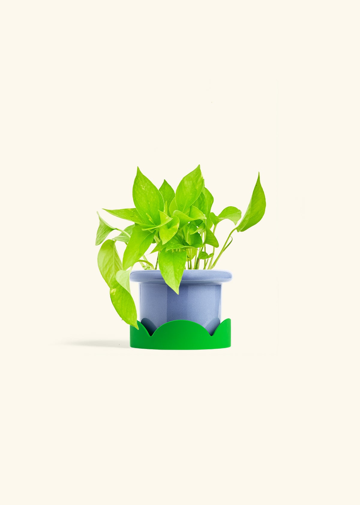 Golden Pothos in a 4 inches Fat Lip Blue Planter in a Shamrock Petal Drip Tray