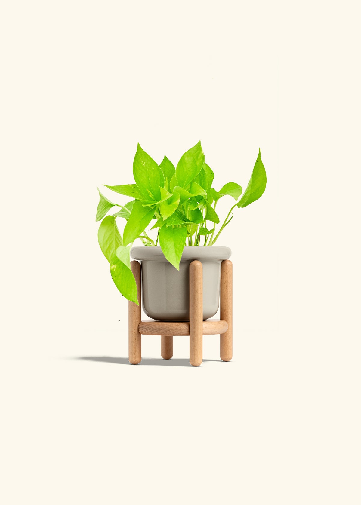 Golden Pothos in a 4 inches Fat Lip Oat Planter in a Beech Wood Stand