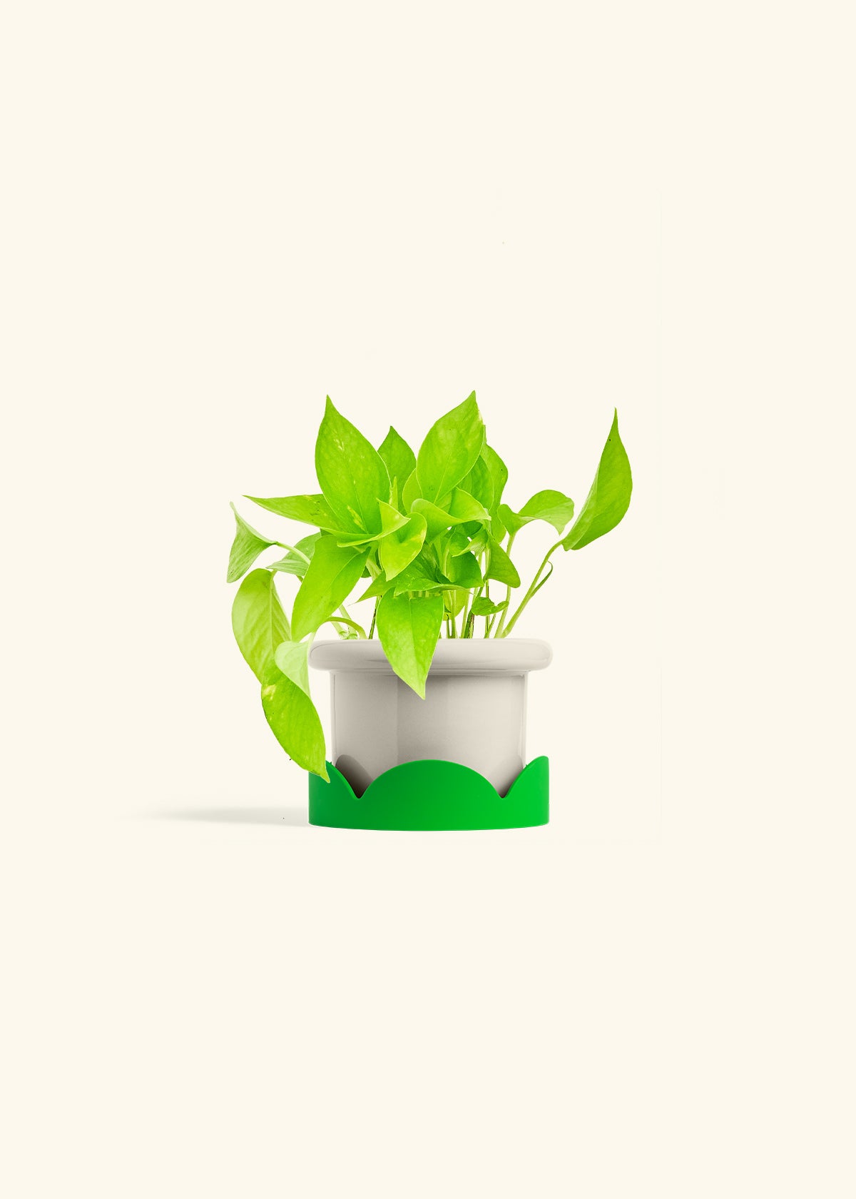 Golden Pothos in a 4 inches Fat Lip Oat Planter in a Shamrock Petal Drip Tray