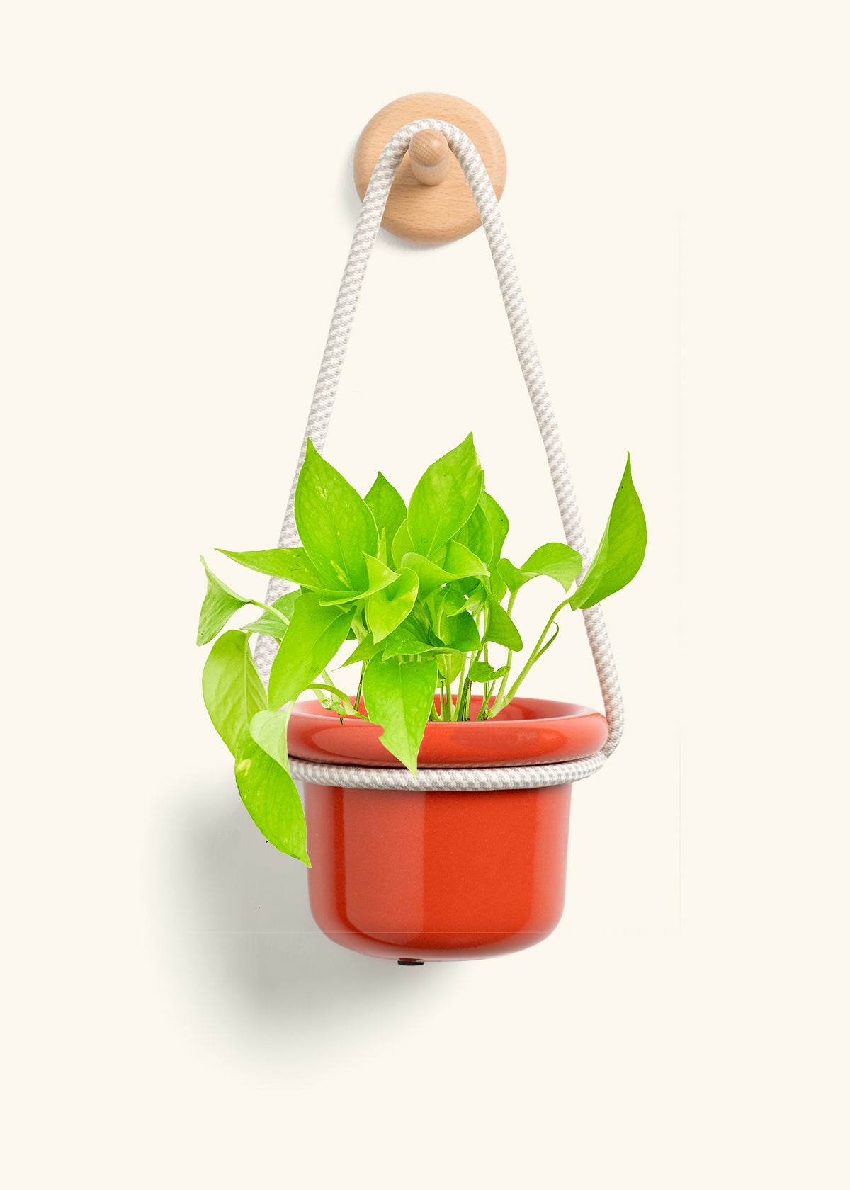 Golden Pothos, Small