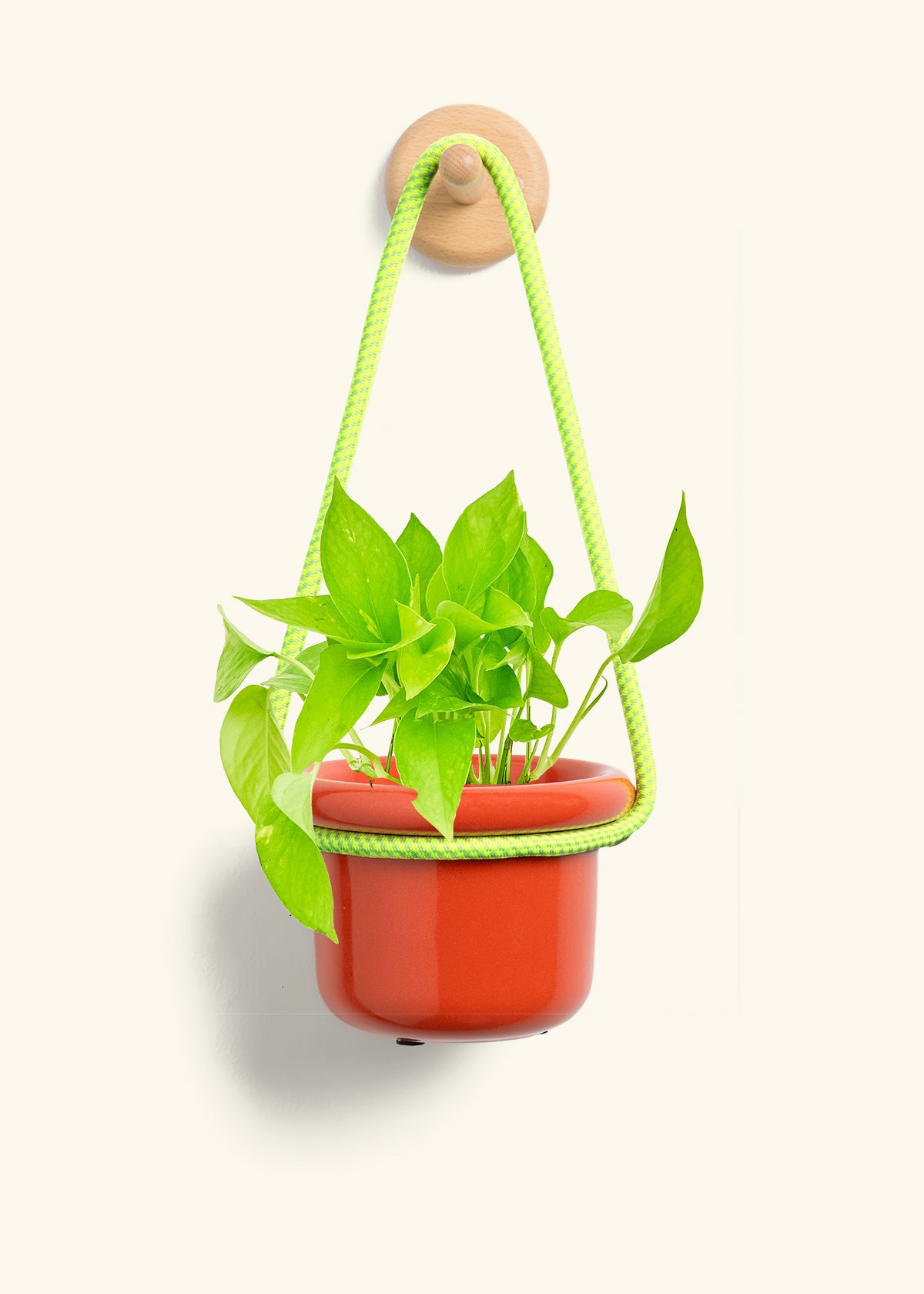 Golden Pothos, Small