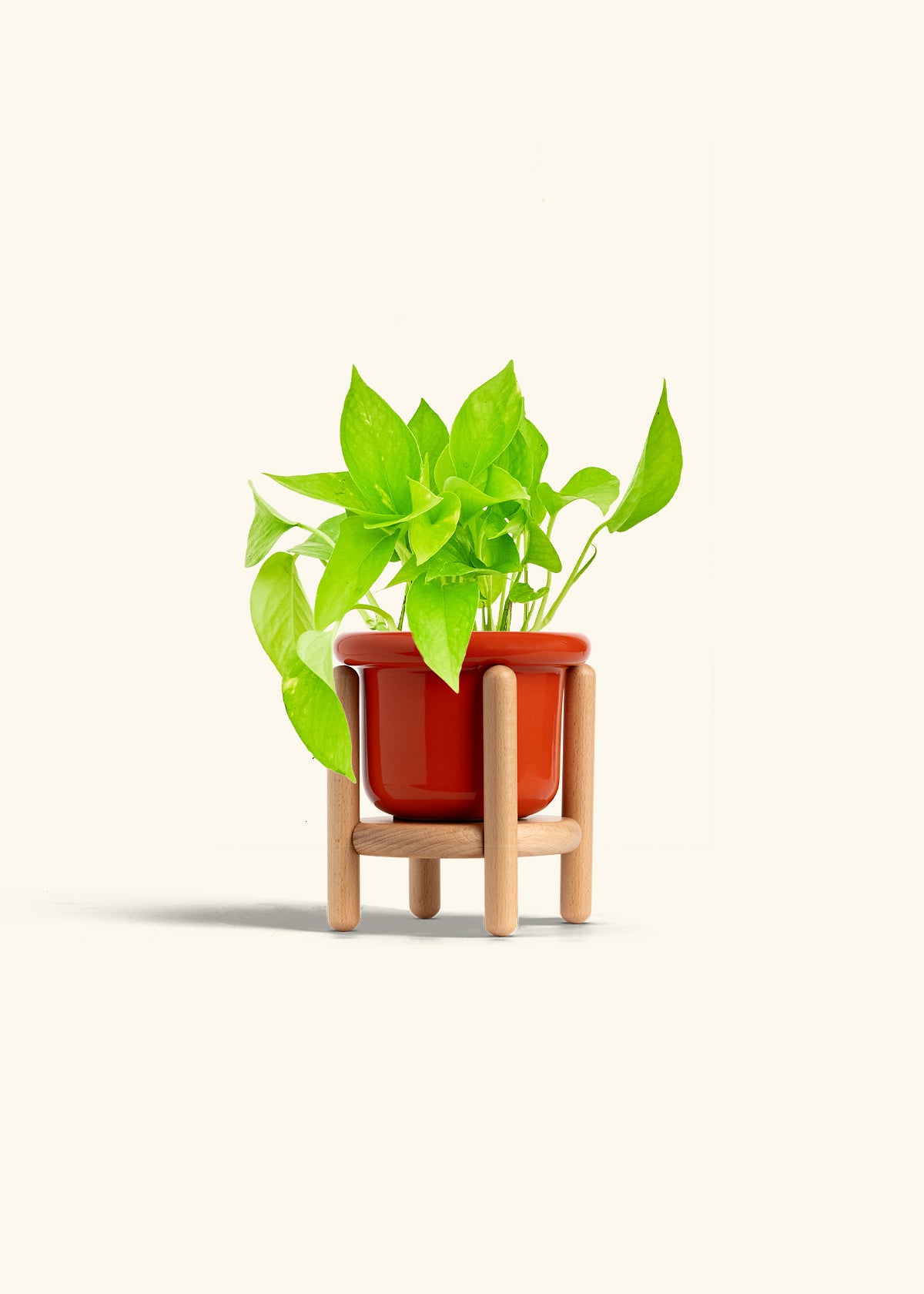Golden Pothos in a 4 inches Fat Lip Red Planter in a Beech Wood Stand