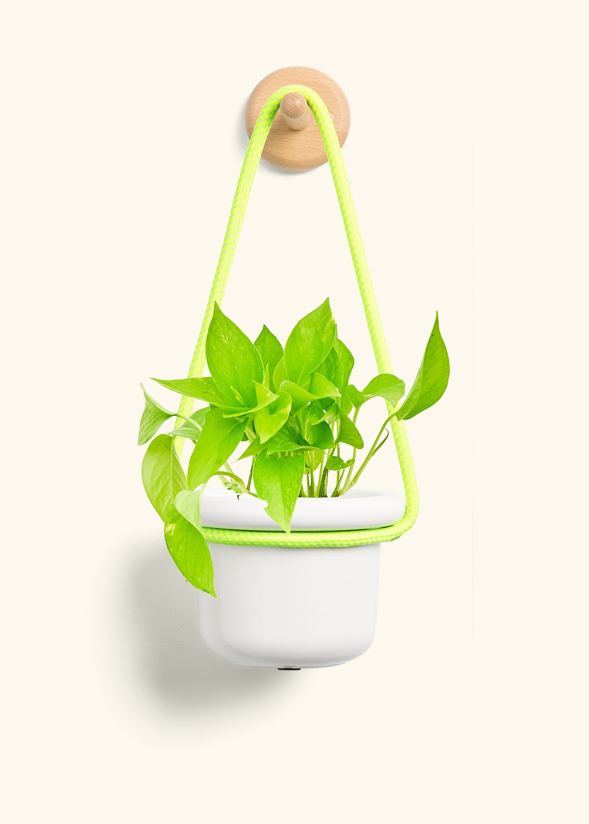 Golden Pothos, Small