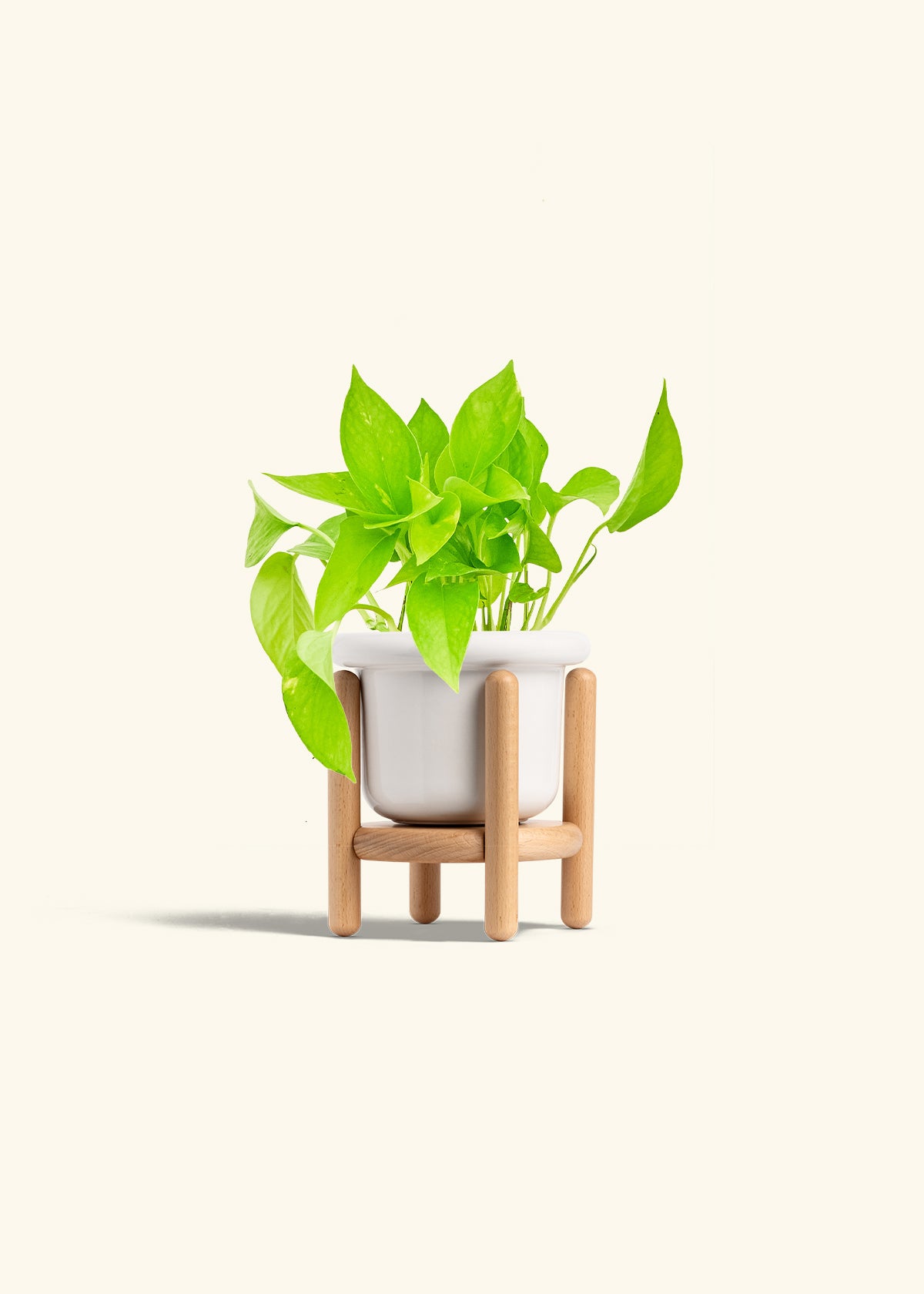 Golden Pothos in a 4 inches Fat Lip White Planter in a Beech Wood Stand