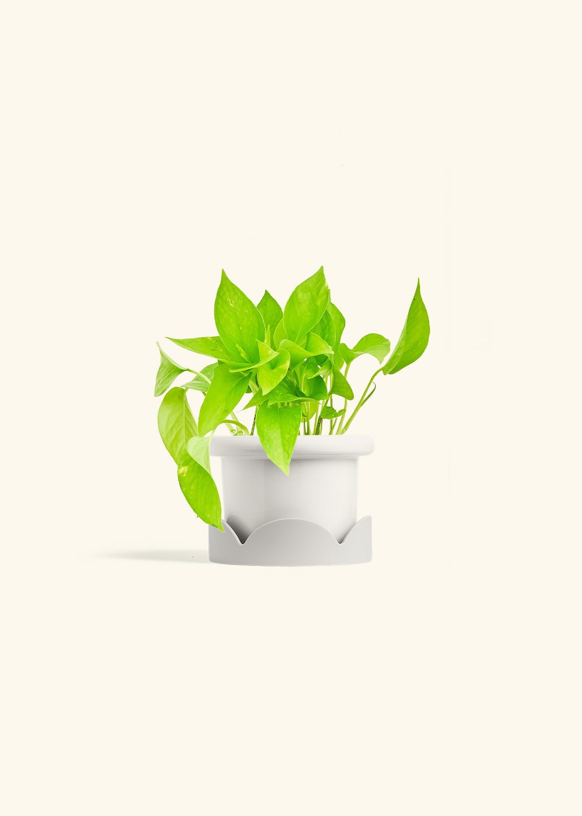 Golden Pothos in a 4 inches Fat Lip White Planter in a Oat Petal Drip Tray