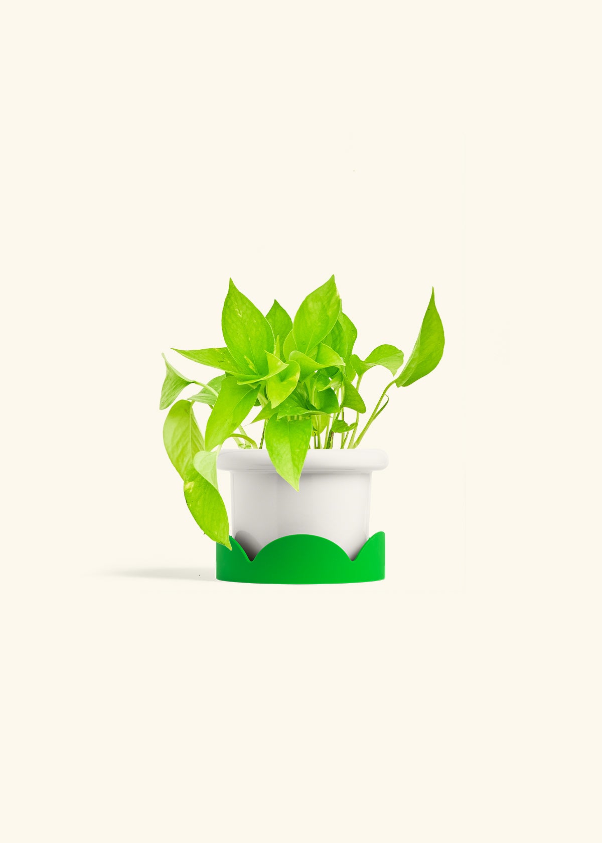 Golden Pothos in a 4 inches Fat Lip White Planter in a Shamrock Petal Drip Tray
