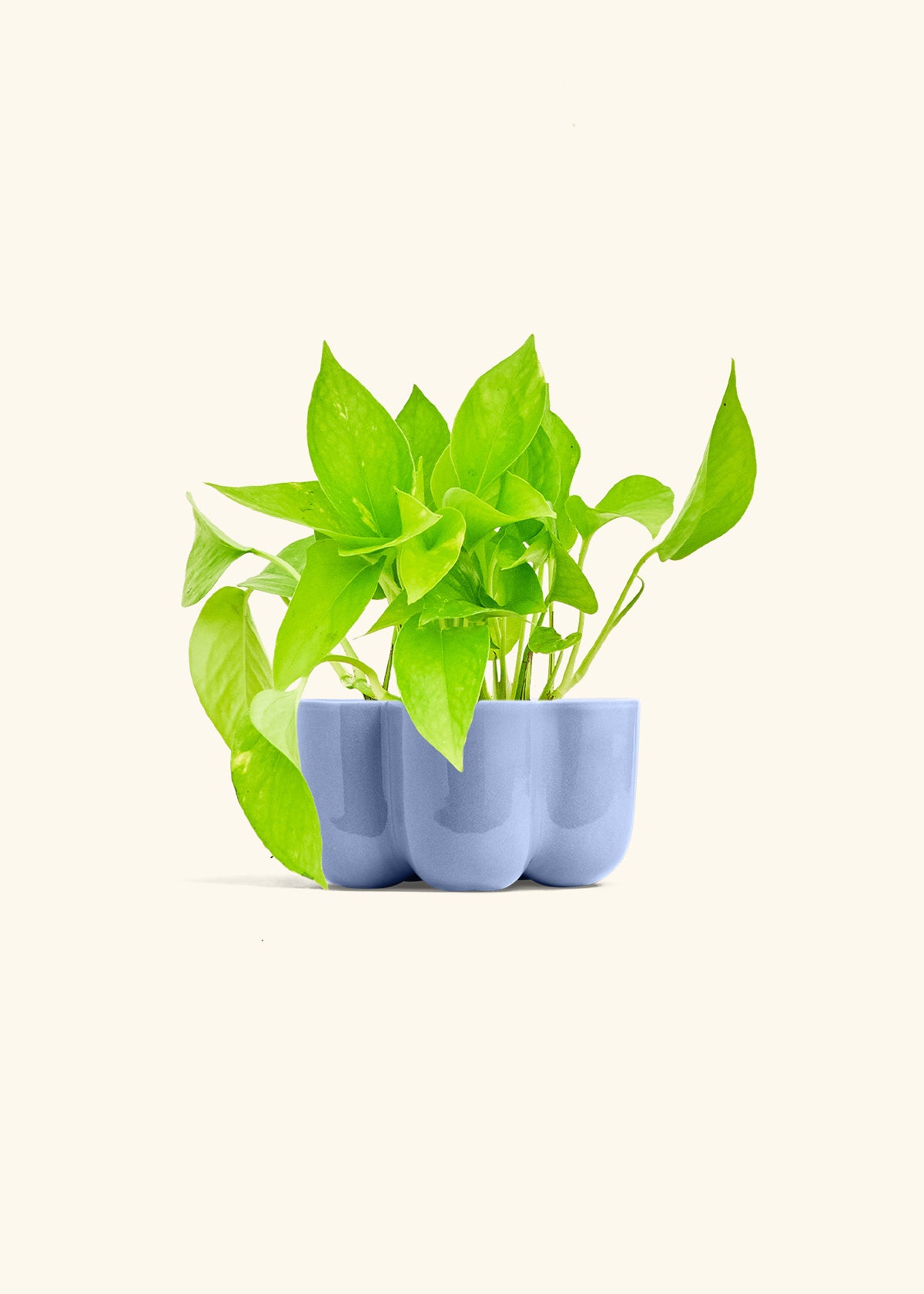 Golden Pothos in a 4 inches in a Blue Petal Planter