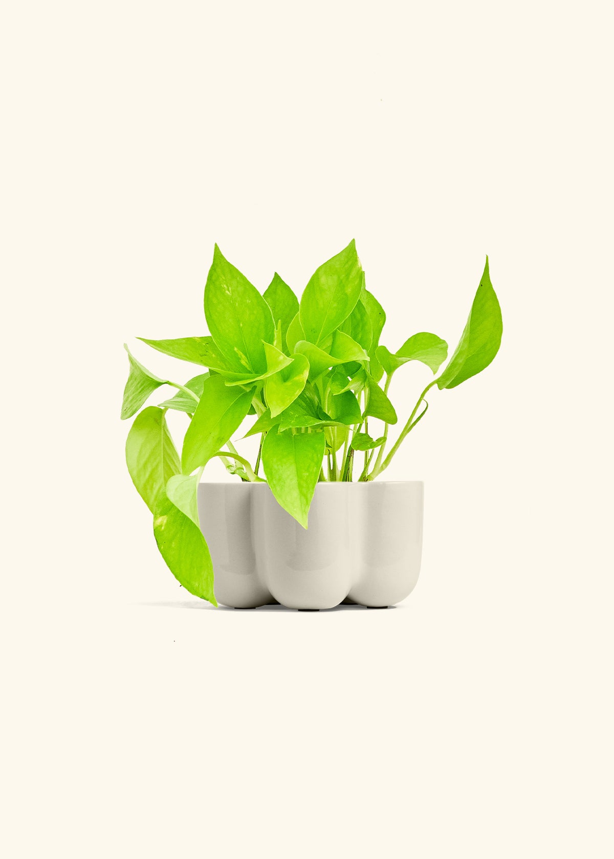 Golden Pothos in a 4 inches in a Oat Petal Planter