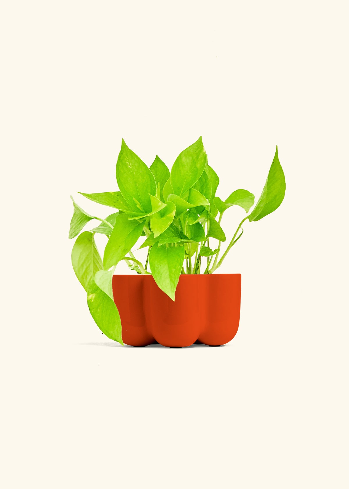Golden Pothos in a 4 inches in a Red Petal Planter