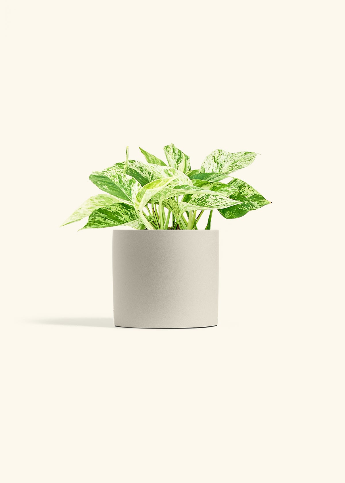 Pothos 'Marble Queen', Medium