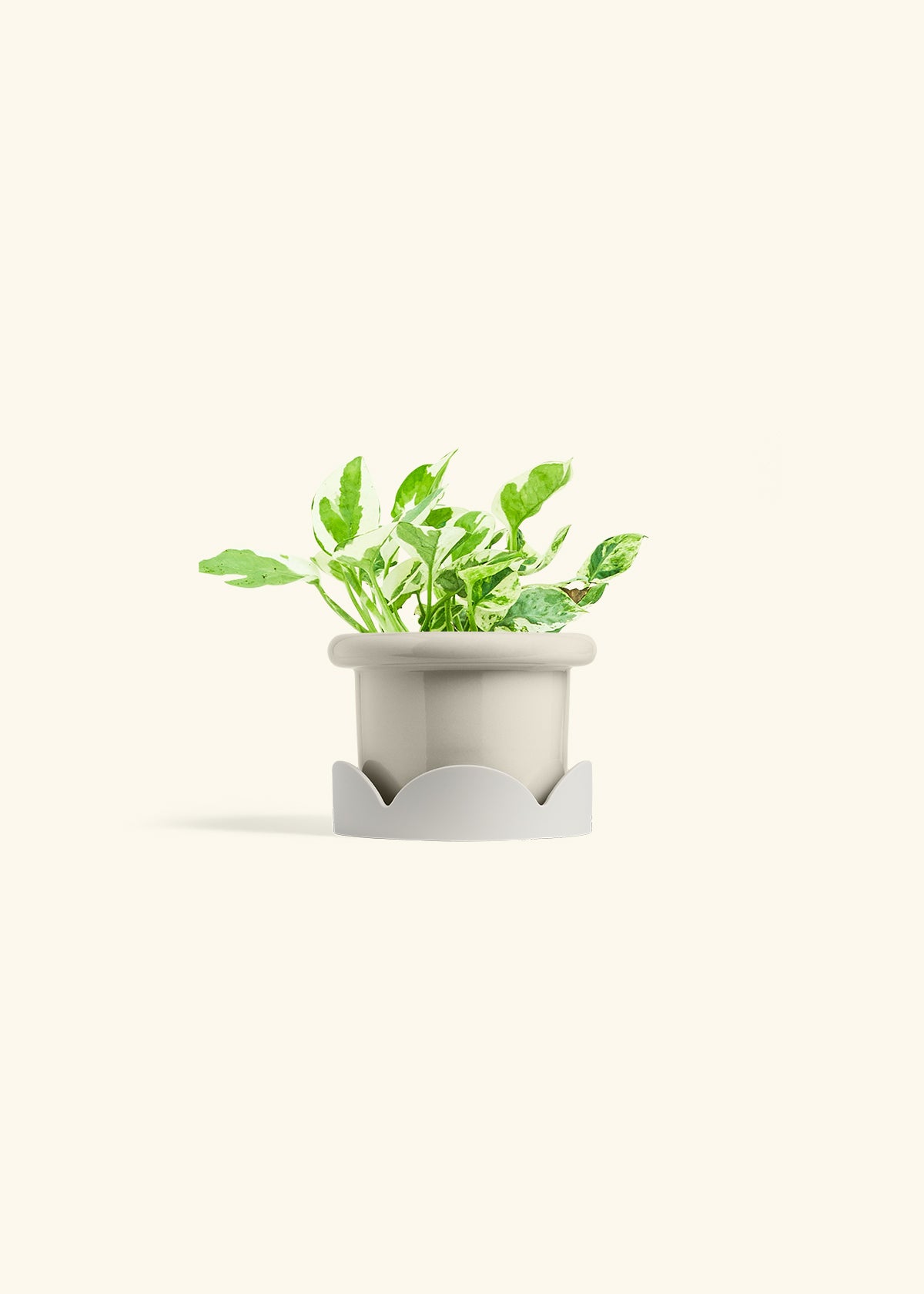 Pothos Pearl and Jade in a 4 inches Fat Lip Oat Planter