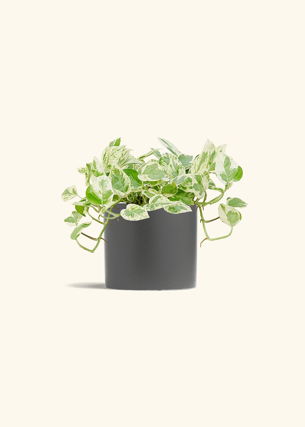 Pothos Pearls and Jade in a 6 inches Pink Classic Cylinder Planter