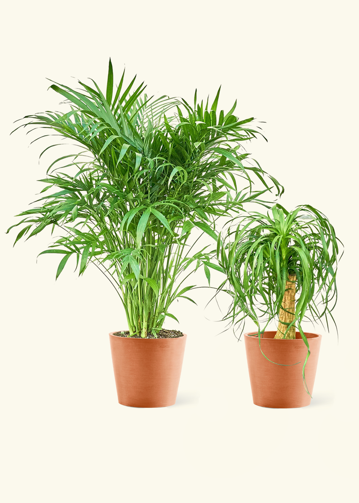 Pet Friendly Duo - Cat Palm and Ponytail Palm in a terracotta pot.