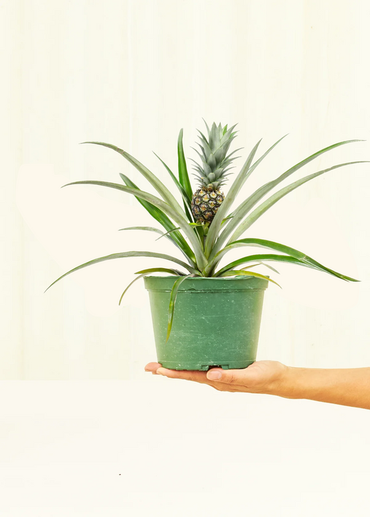 Pineapple Plant, Medium