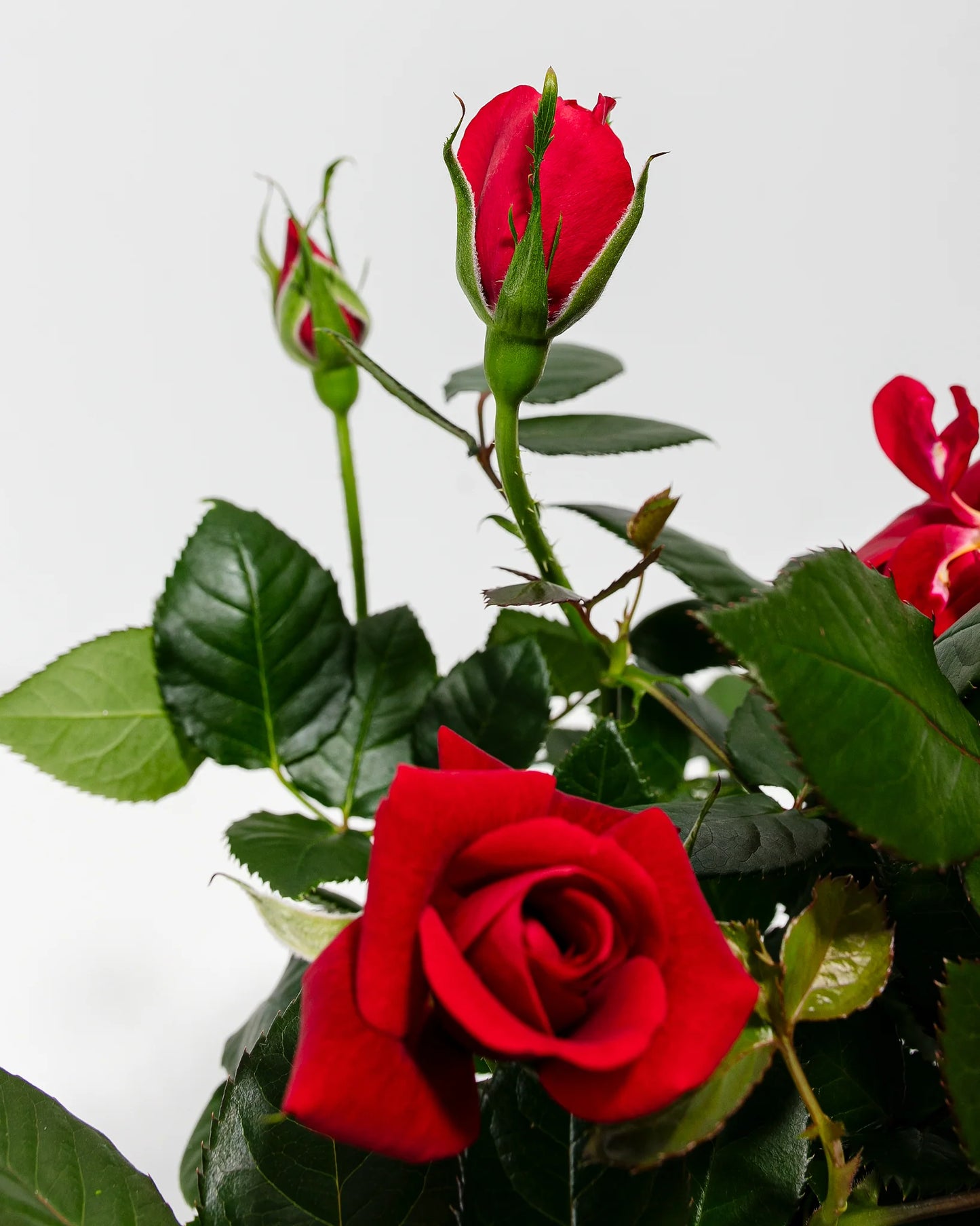 Red Mini Rose, Small