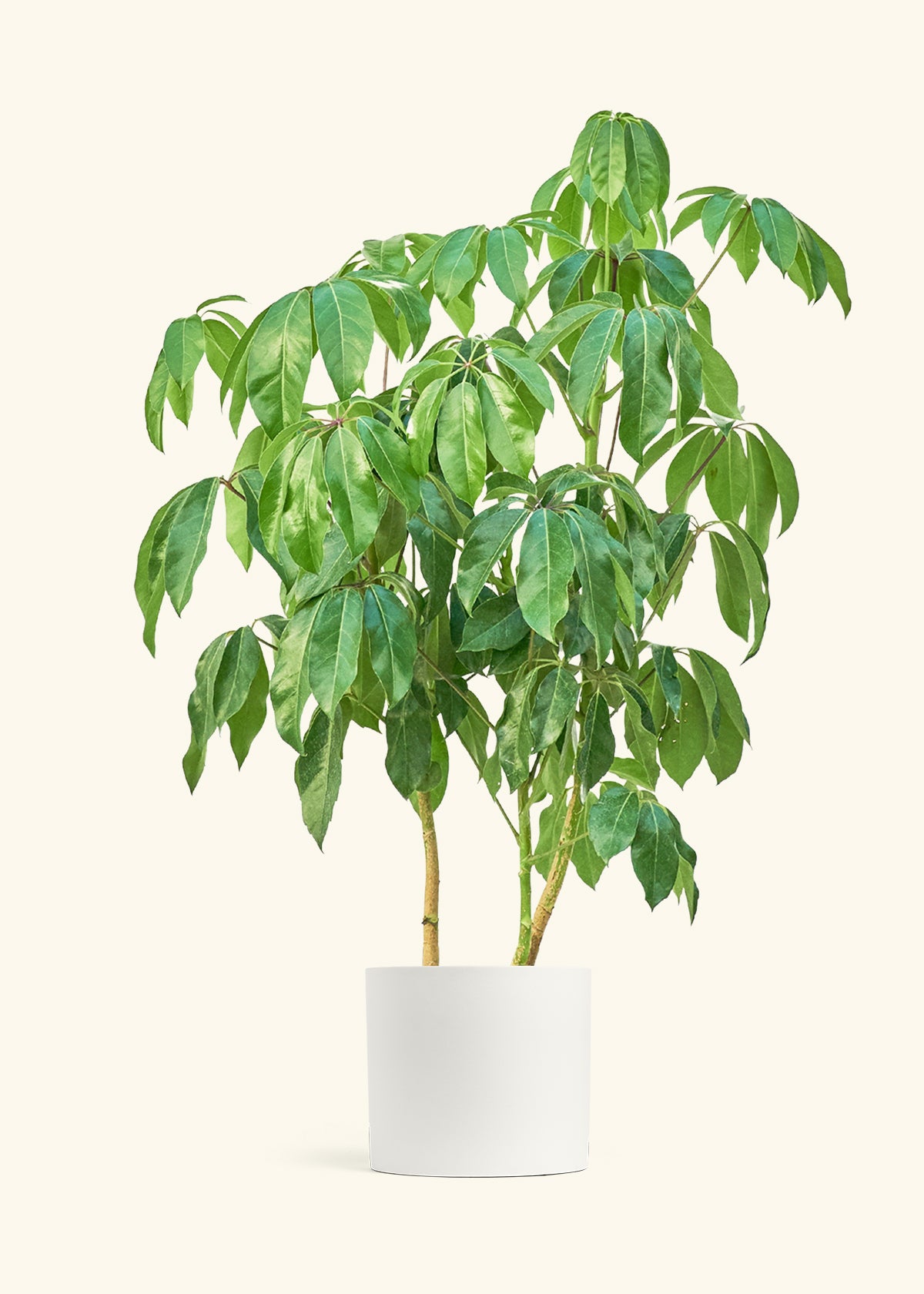Australian Umbrella Tree in a 10 inches White Classic Cylinder Planter