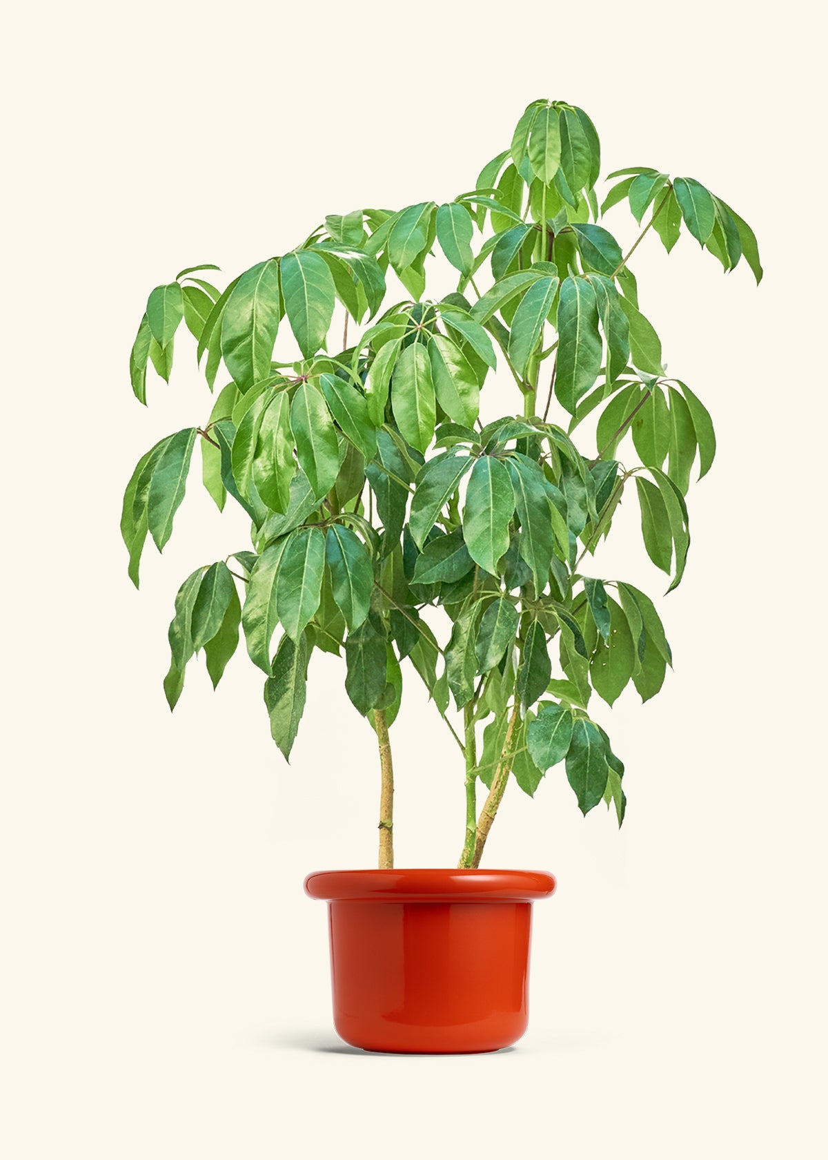 Australian Umbrella Tree in a 10 inches Fat Lip Red Planter