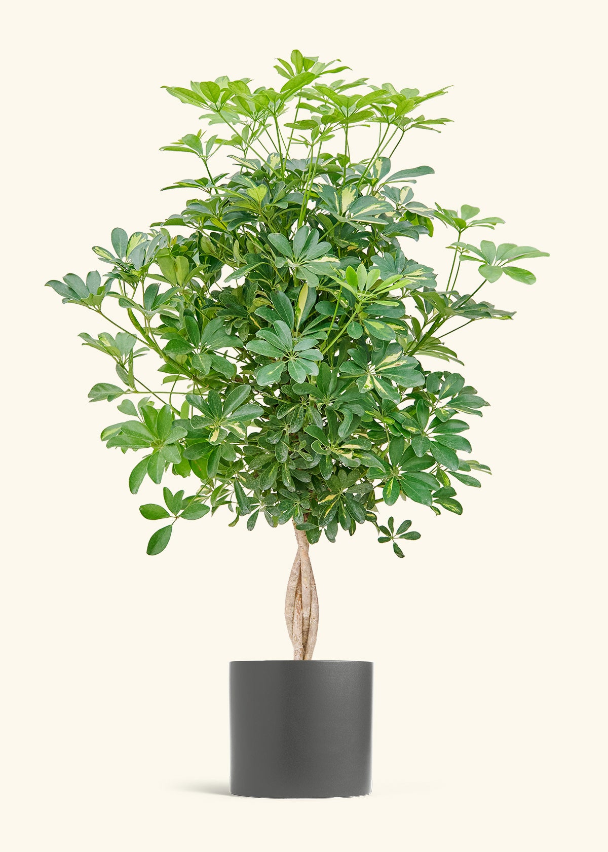 Hawaiian Dwarf Umbrella Tree in a 10 inches Charcoal Classic Cylinder Planter