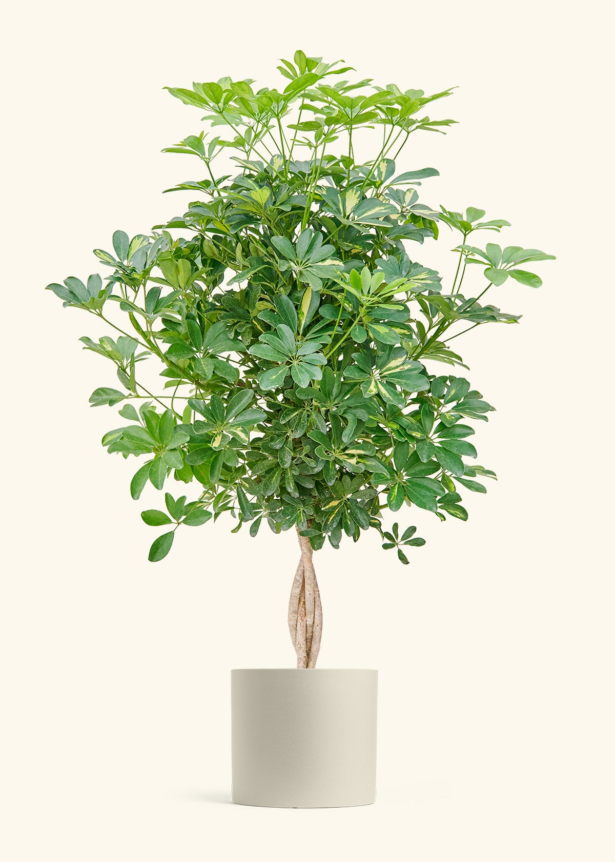 Hawaiian Dwarf Umbrella Tree in a 10 inches Oat Classic Cylinder Planter