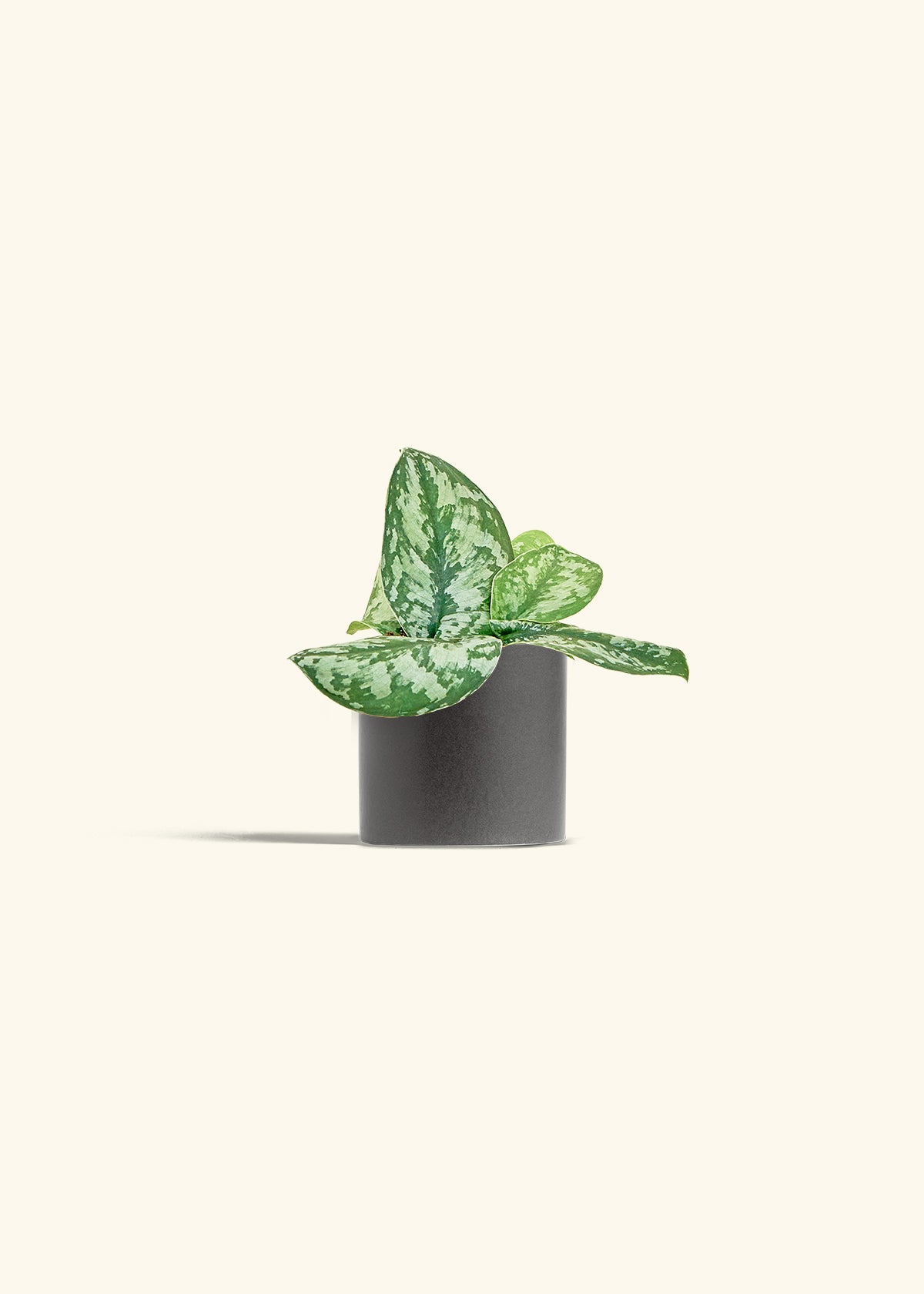 Silver Pothos Exotica in a 4 inches Charcoal Classic Cylinder Planter
