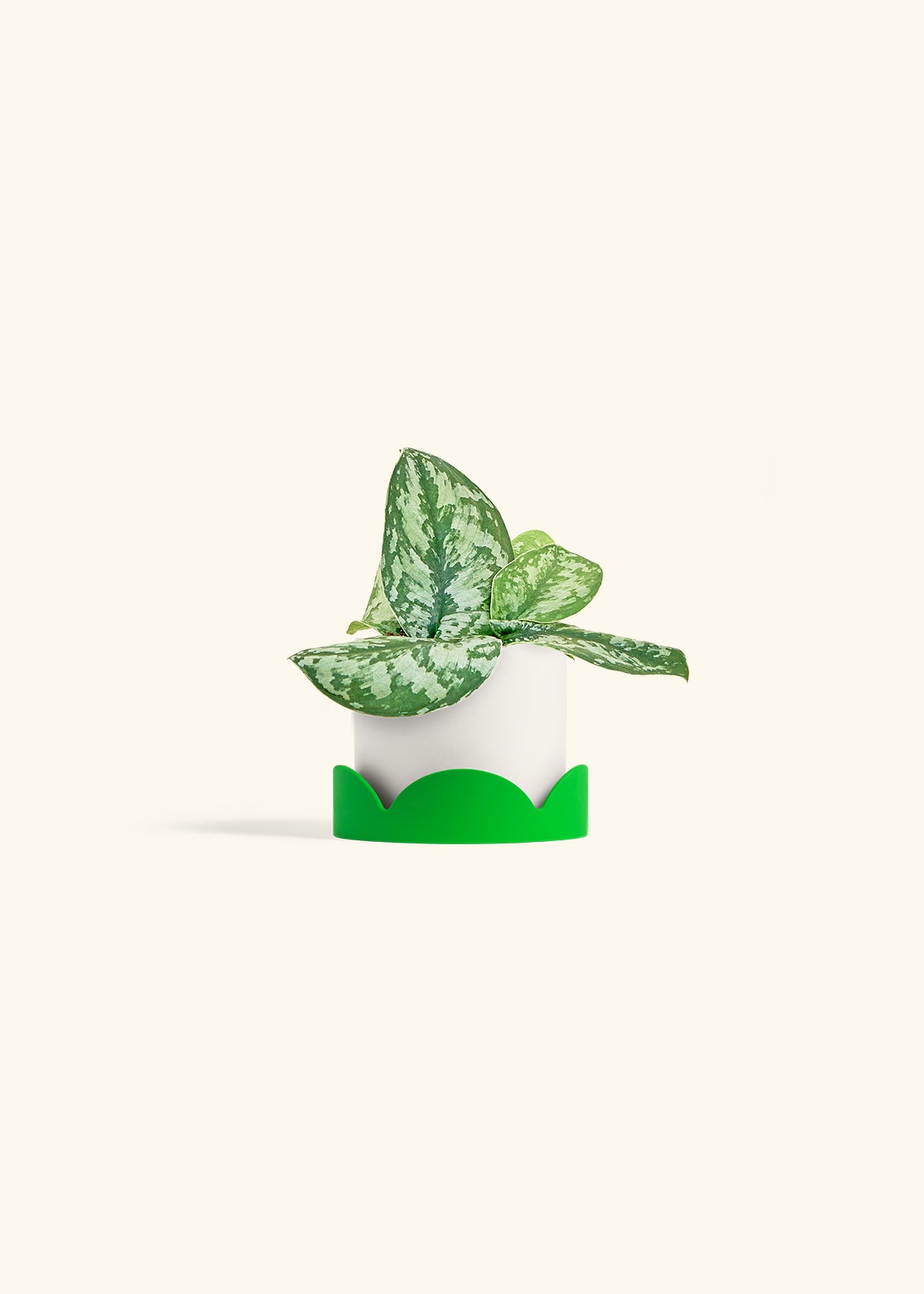 Silver Pothos Exotica in a 4 inches White Classic Cylinder Planter in a Shamrock Petal Drip Tray
