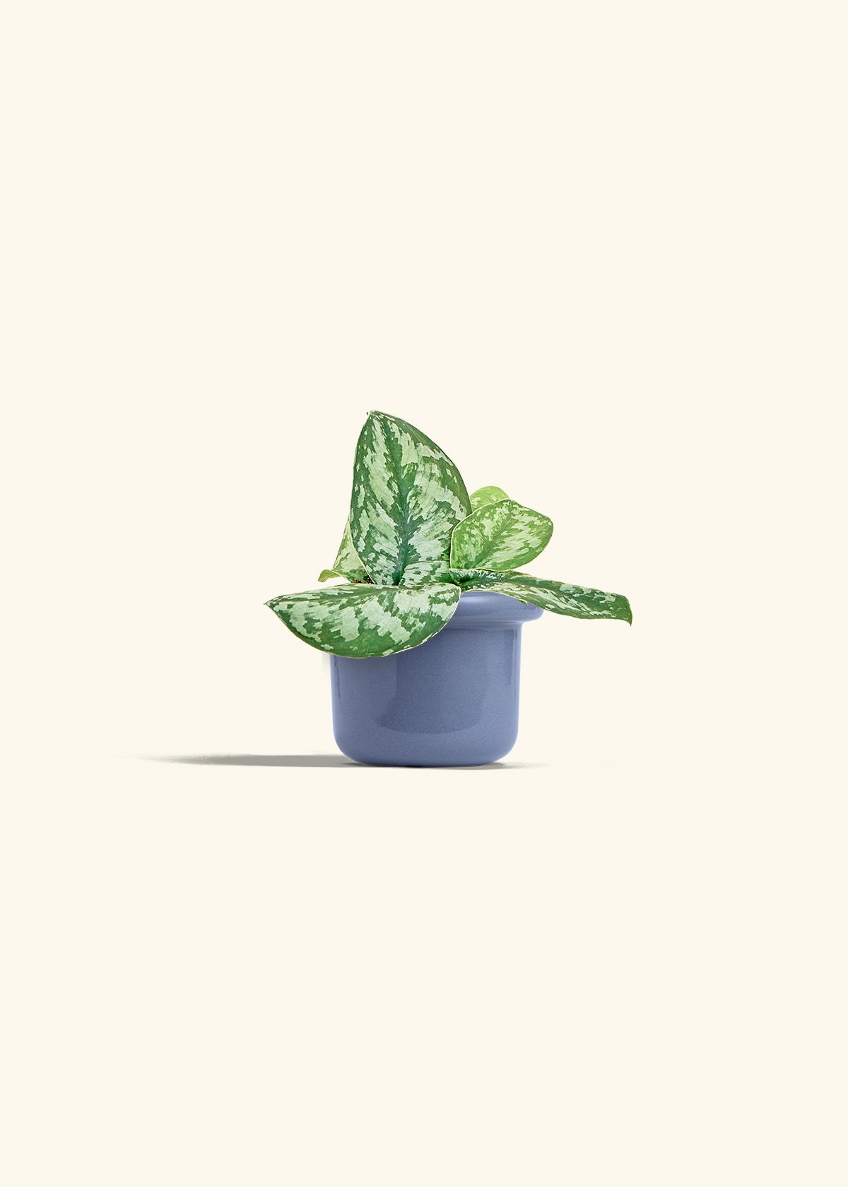 Silver Pothos Exotica in a 4 inches Fat Lip Blue Planter