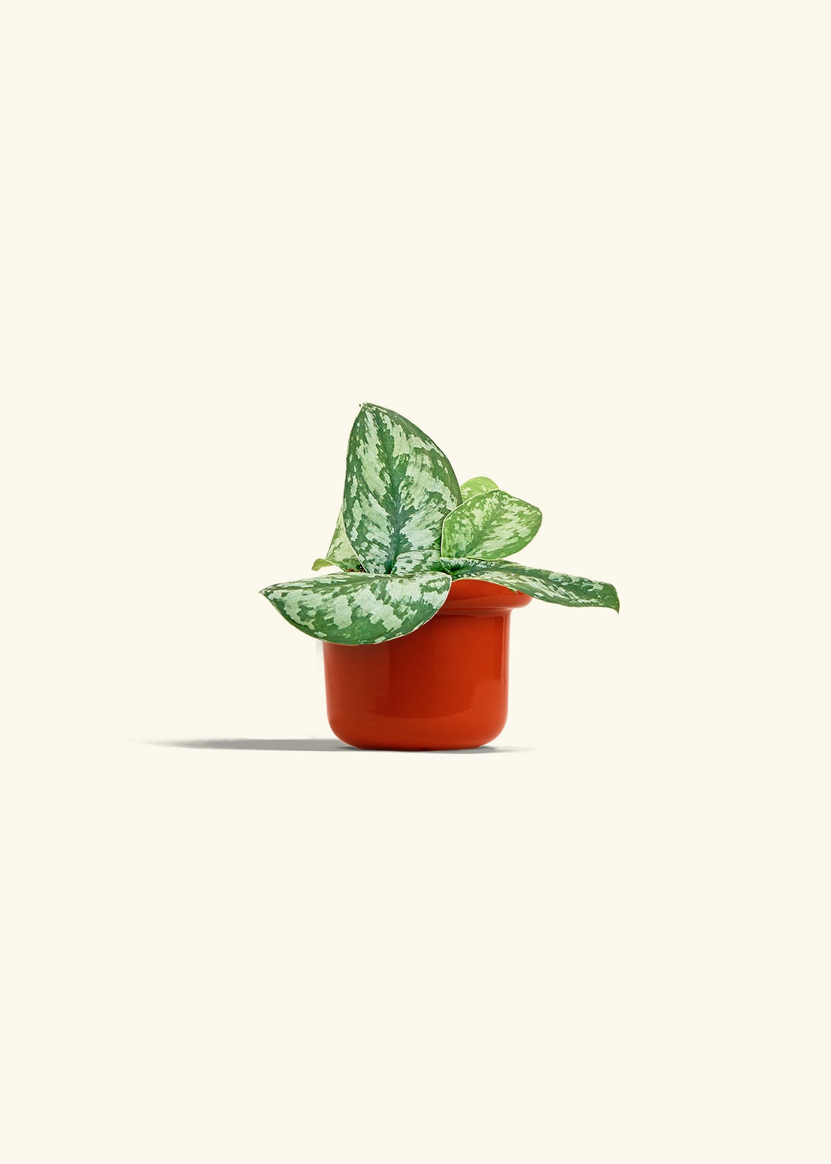 Silver Pothos Exotica in a 4 inches Fat Lip Red Planter