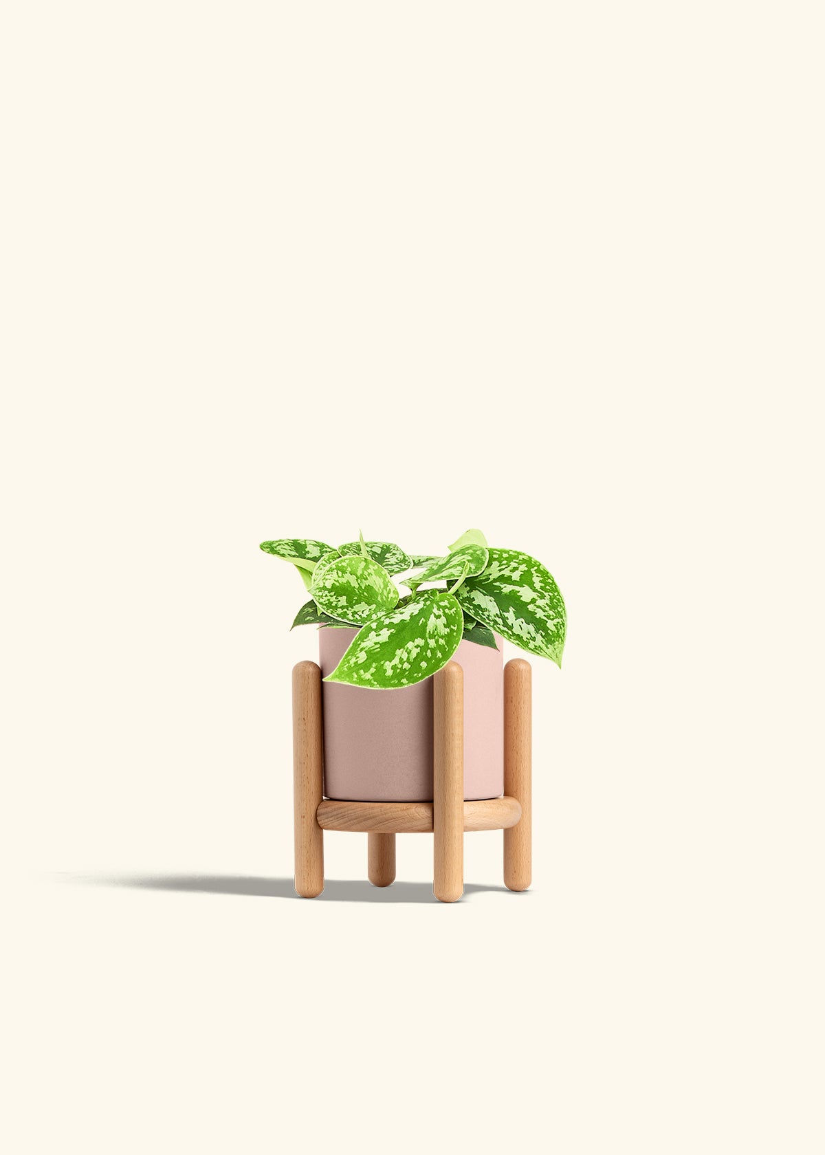 Scindapsus Silvery Ann in a 4 inches Pink Classic Cylinder Planter in a Beech Wood Stand