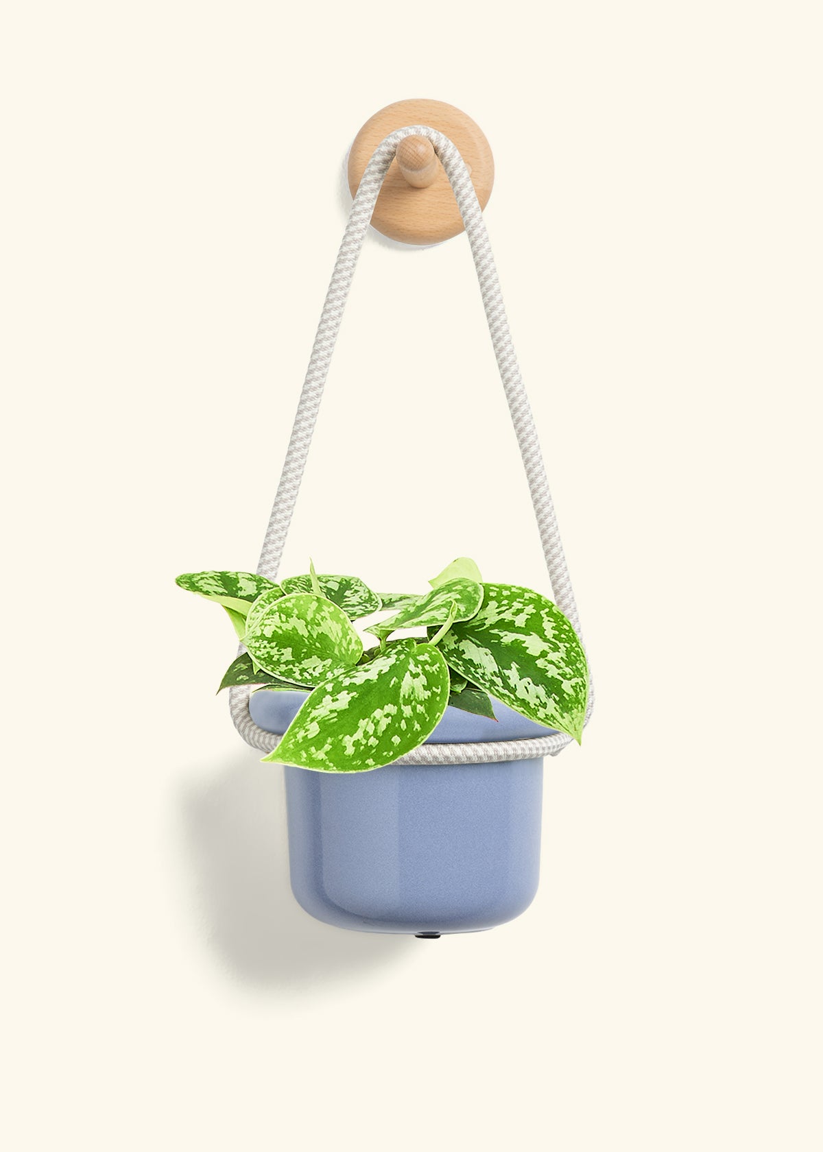 Scindapsus 'Silvery Ann', Small