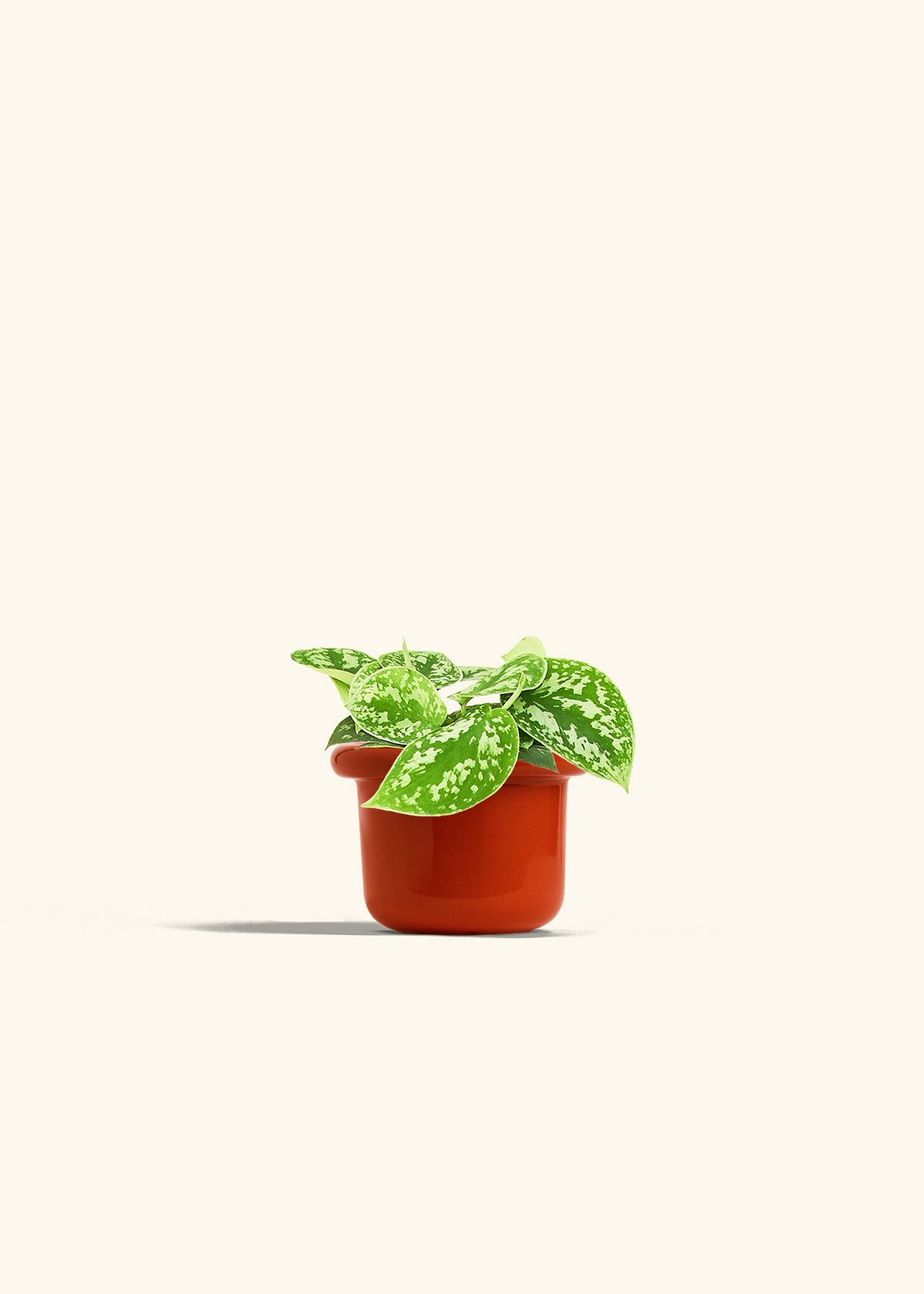 Scindapsus Silvery Ann in a 4 inches Fat Lip Red Planter