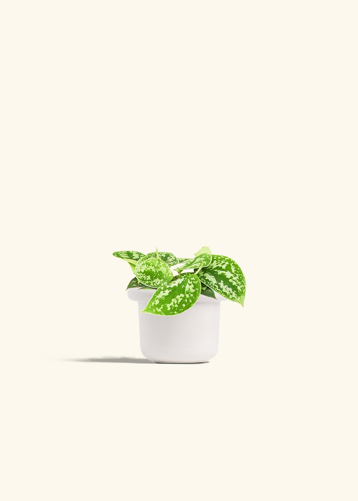 Scindapsus Silvery Ann in a 4 inches Fat Lip White Planter