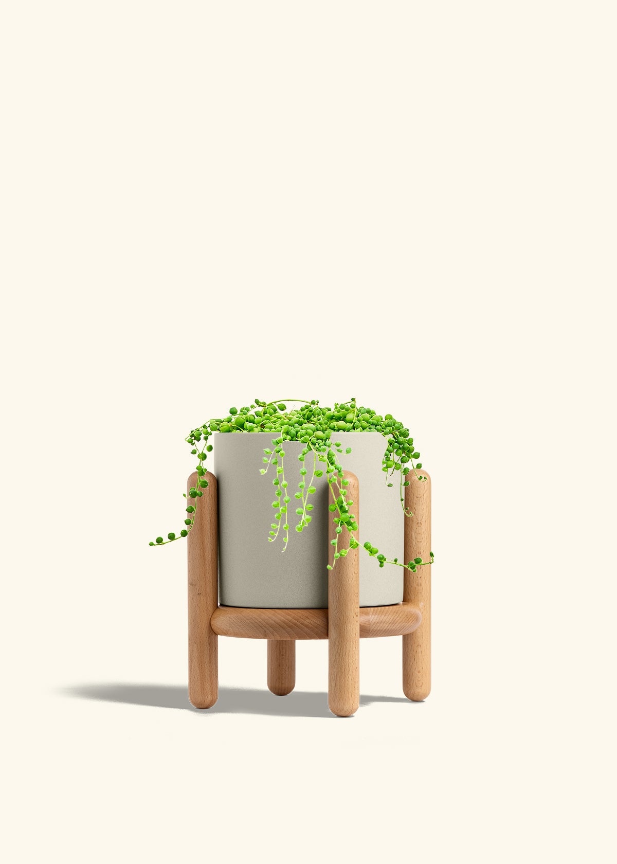 String of Pearls in a 6 inches Oat Classic Cylinder Planter in a Beech Wood Stand