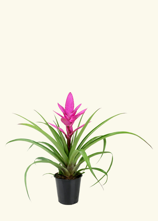 Pink Bromeliad in 5 inch a grow pot.