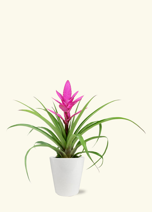Pink Bromeliad in 5 inch a white quinn ceramic grow pot.