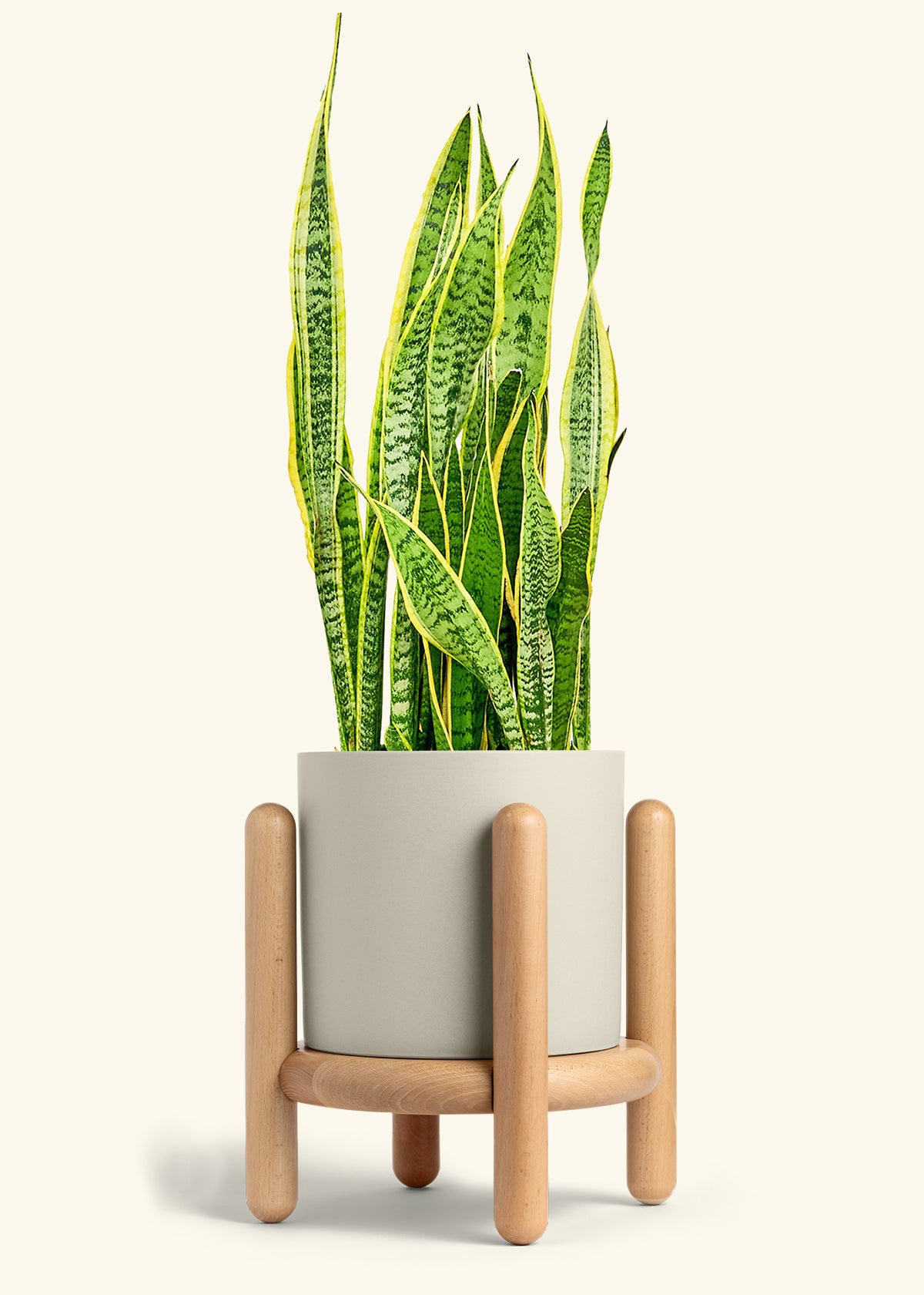 Snake Plant Laurentii in a 10 inches Oat Classic Cylinder Planter in a Beech Wood Stand
