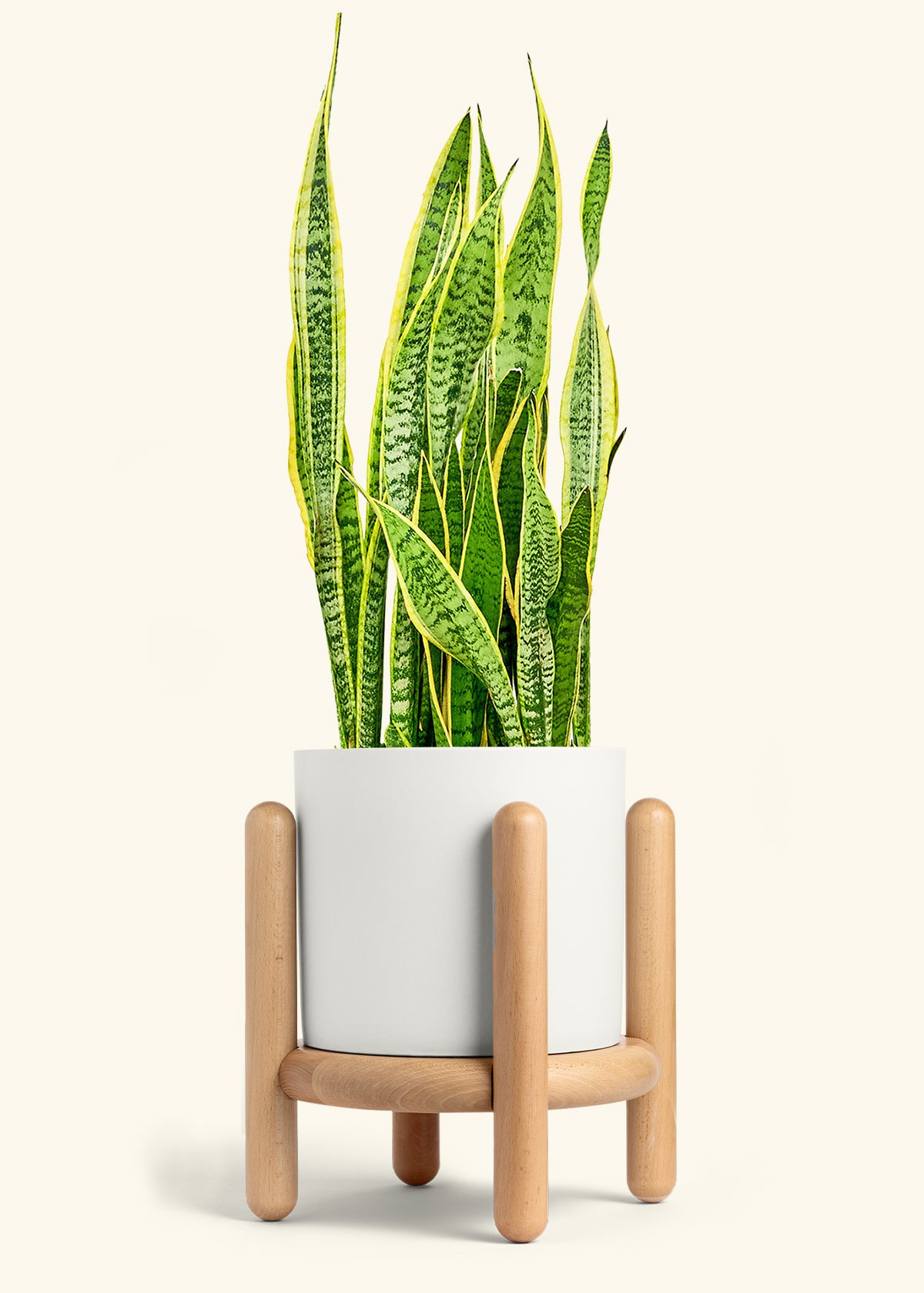 Snake Plant Laurentii in a 10 inches White Classic Cylinder Planter in a Beech Wood Stand