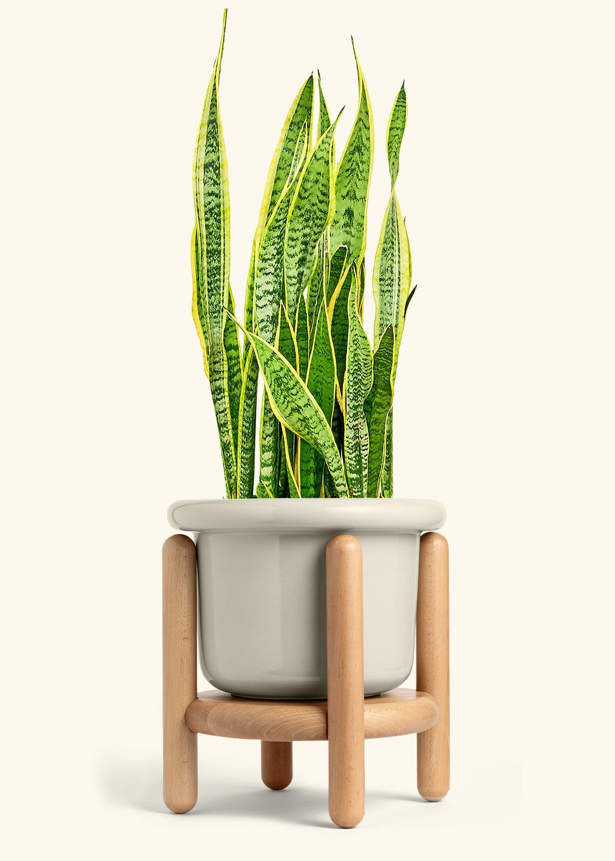 Snake Plant Laurentii in a 10 inches Fat Lip Oat Planter in a Beech Wood Stand