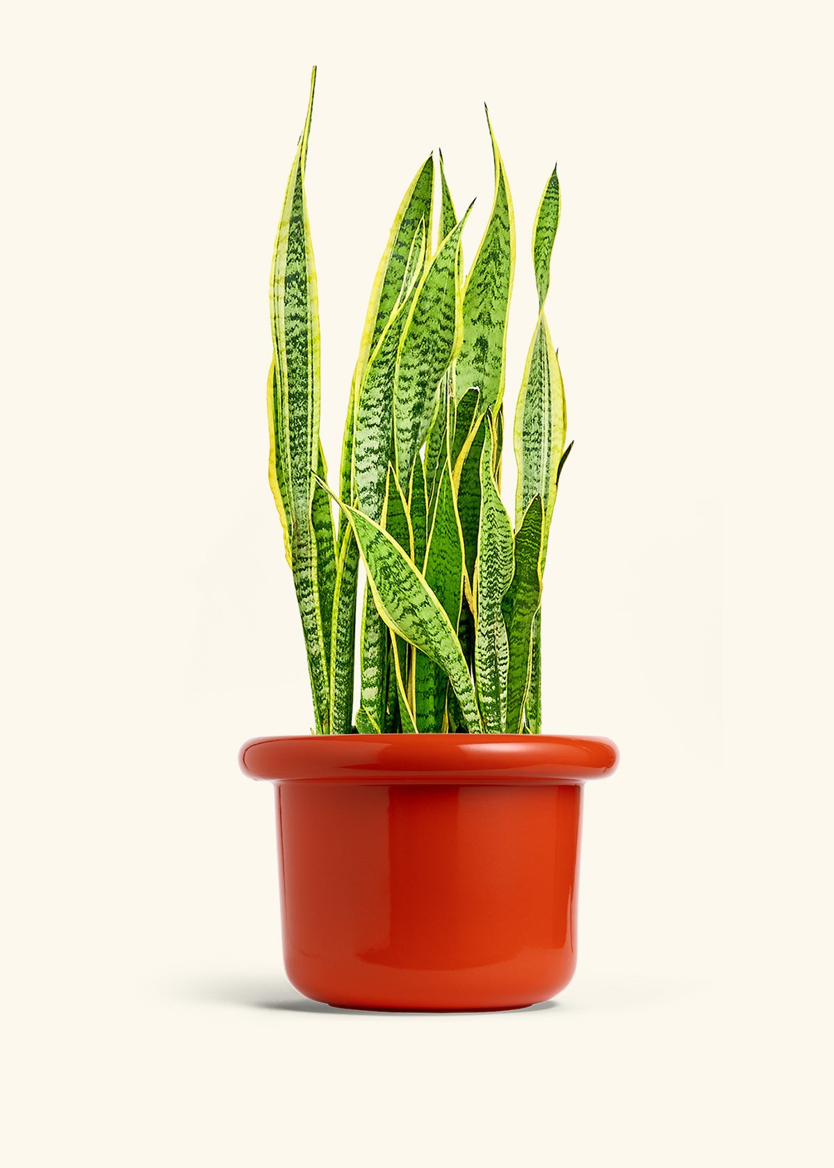 Snake Plant Laurentii in a 10 inches Fat Lip Red Planter