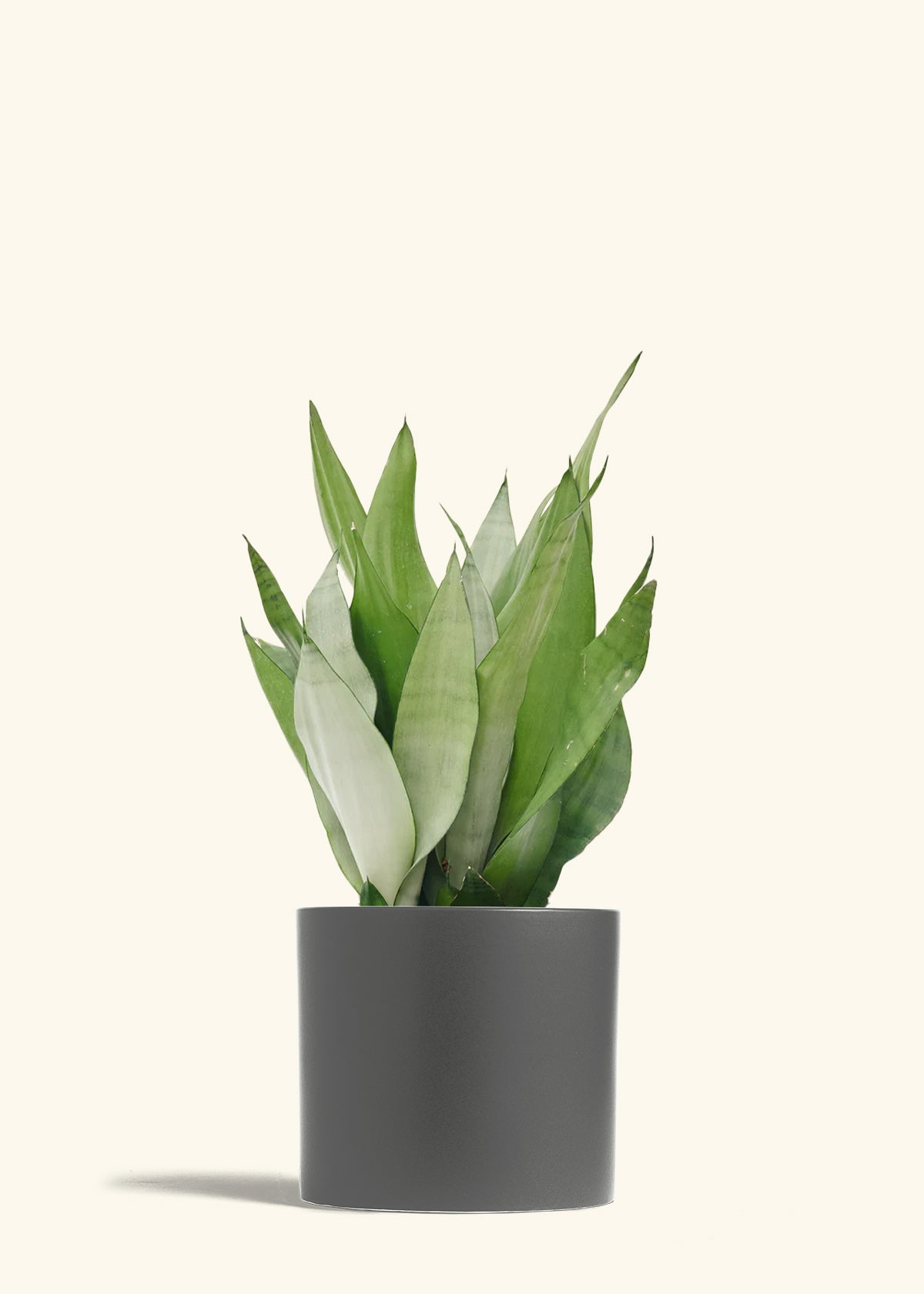 Moonshine Snake Plant in a 8 inches Charcoal Classic Cylinder Planter