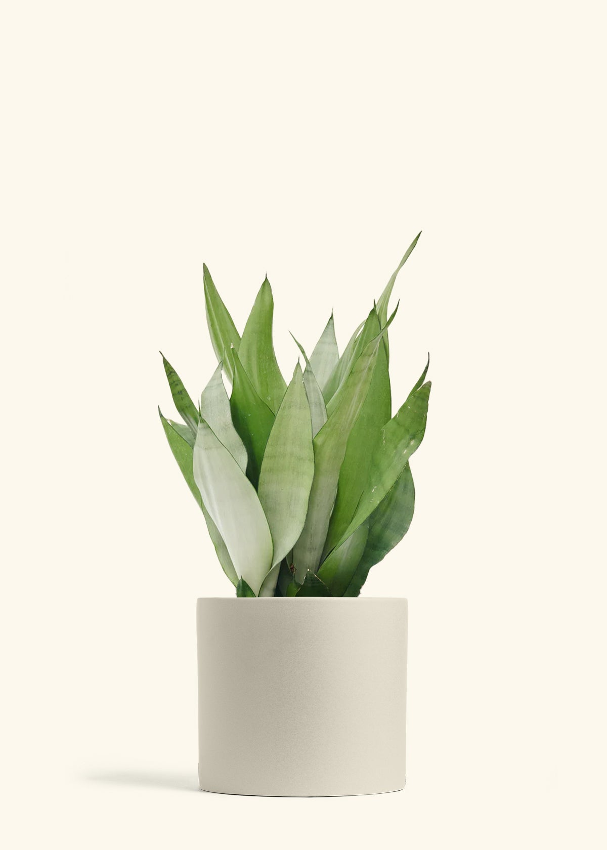 Moonshine Snake Plant in a 8 inches Oat Classic Cylinder Planter