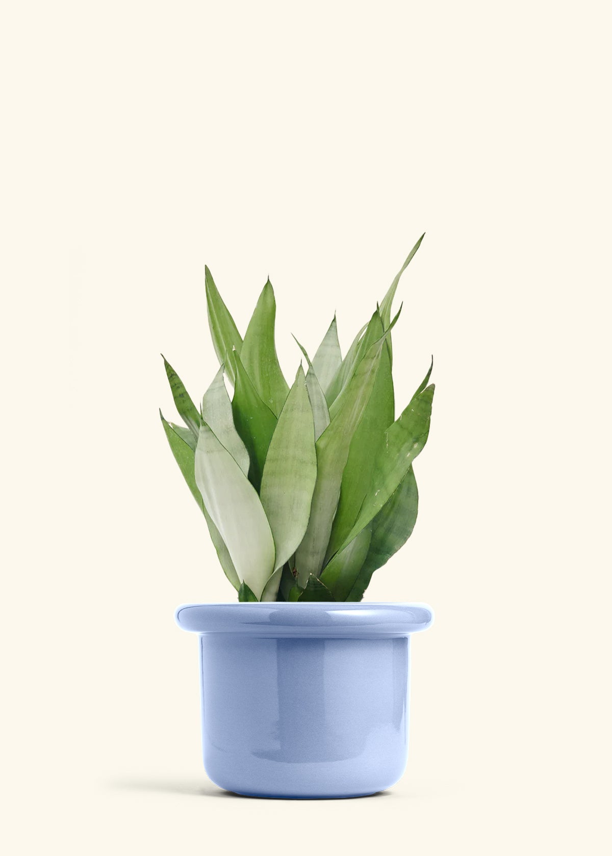Moonshine Snake Plant in a 8 inches Fat Lip Blue Planter