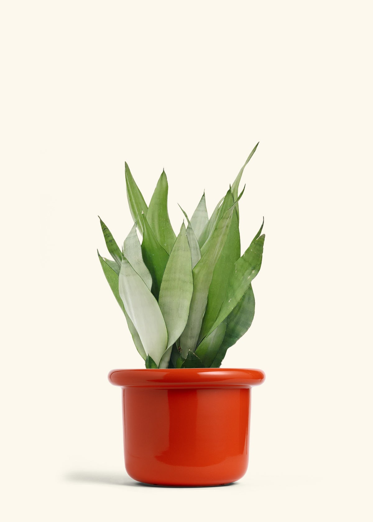 Moonshine Snake Plant in a 8 inches Fat Lip Red Planter
