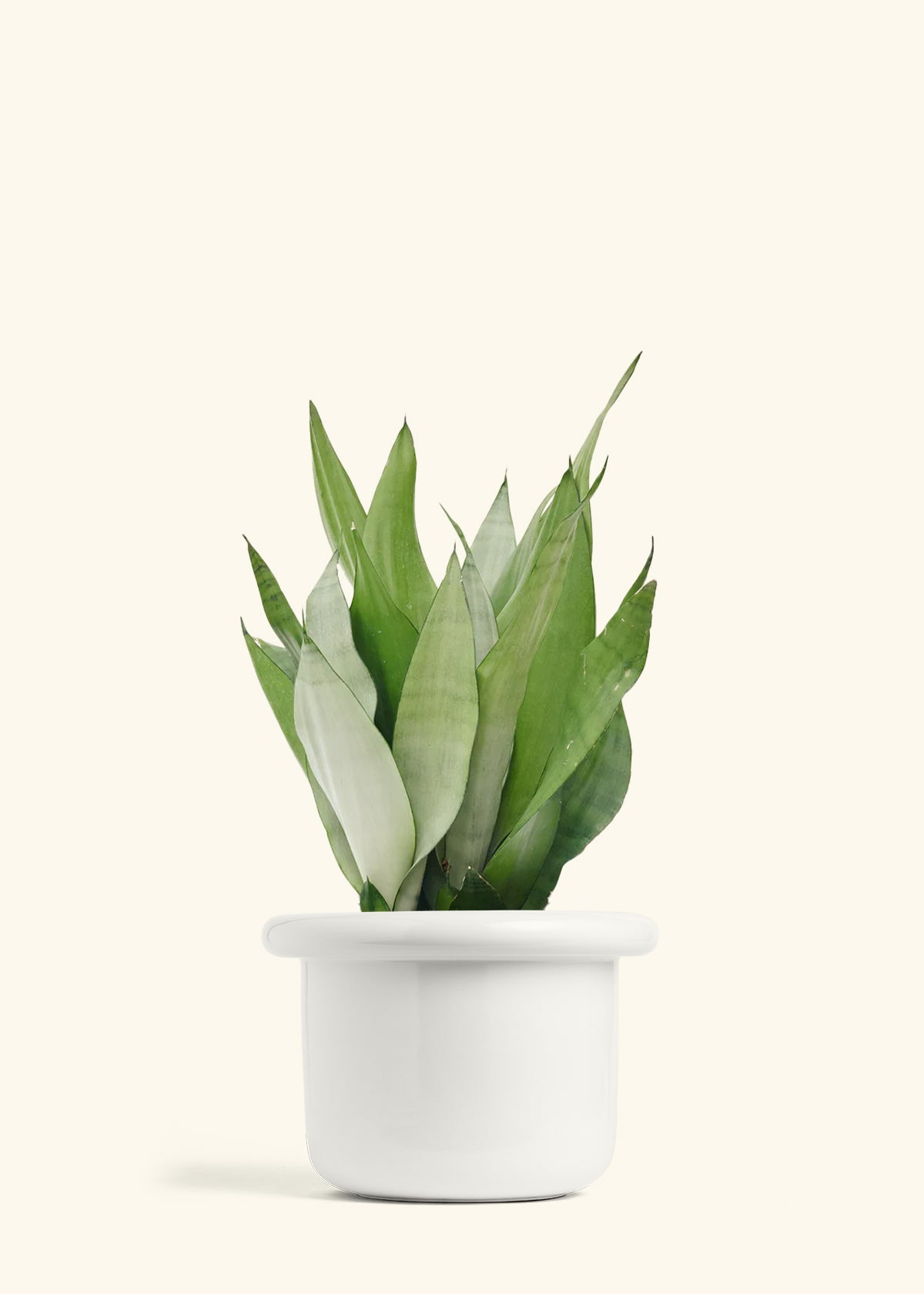 Moonshine Snake Plant in a 8 inches Fat Lip White Planter