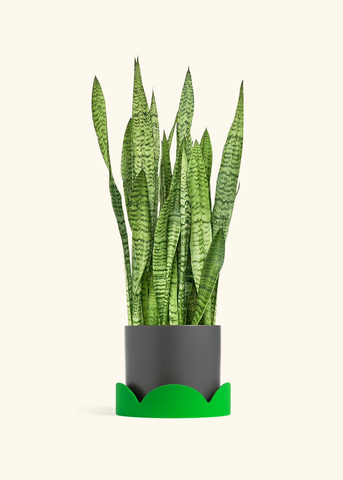 Classic Planter Tray Combo, Charcoal