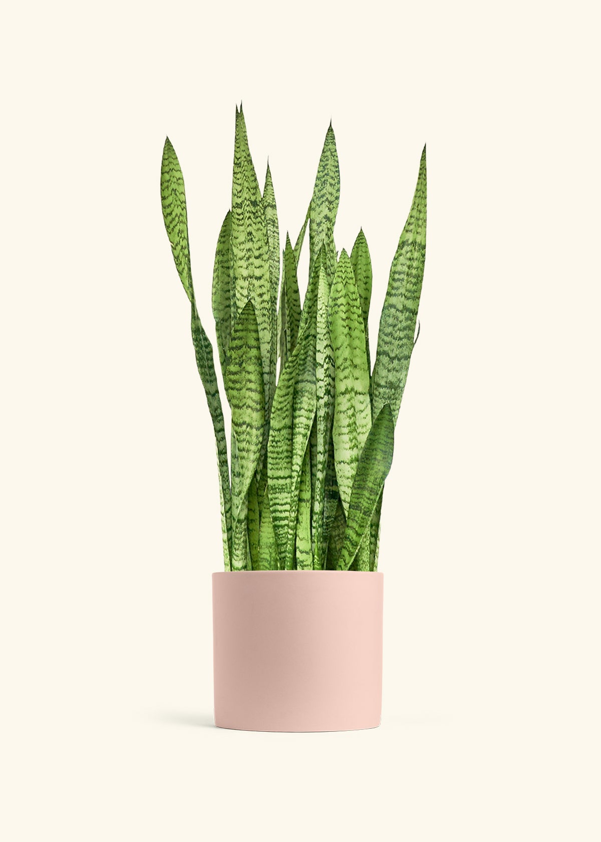 Snake Plant Zeylanica in a 10 inches Pink Classic Cylinder Planter