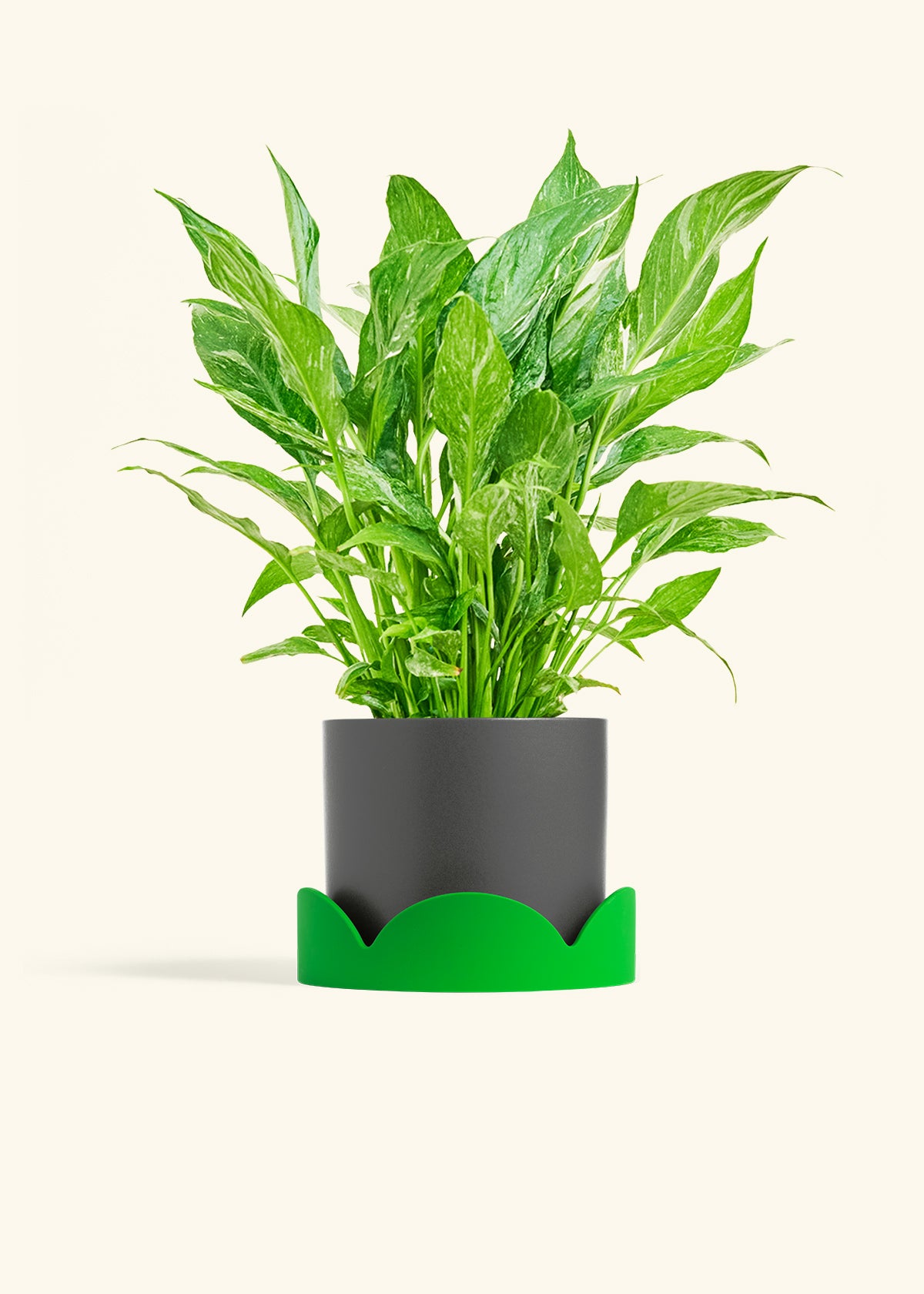 Variegated Peace Lily in a 6 inches Charcoal Classic Cylinder Planter in a Shamrock Petal Drip Tray