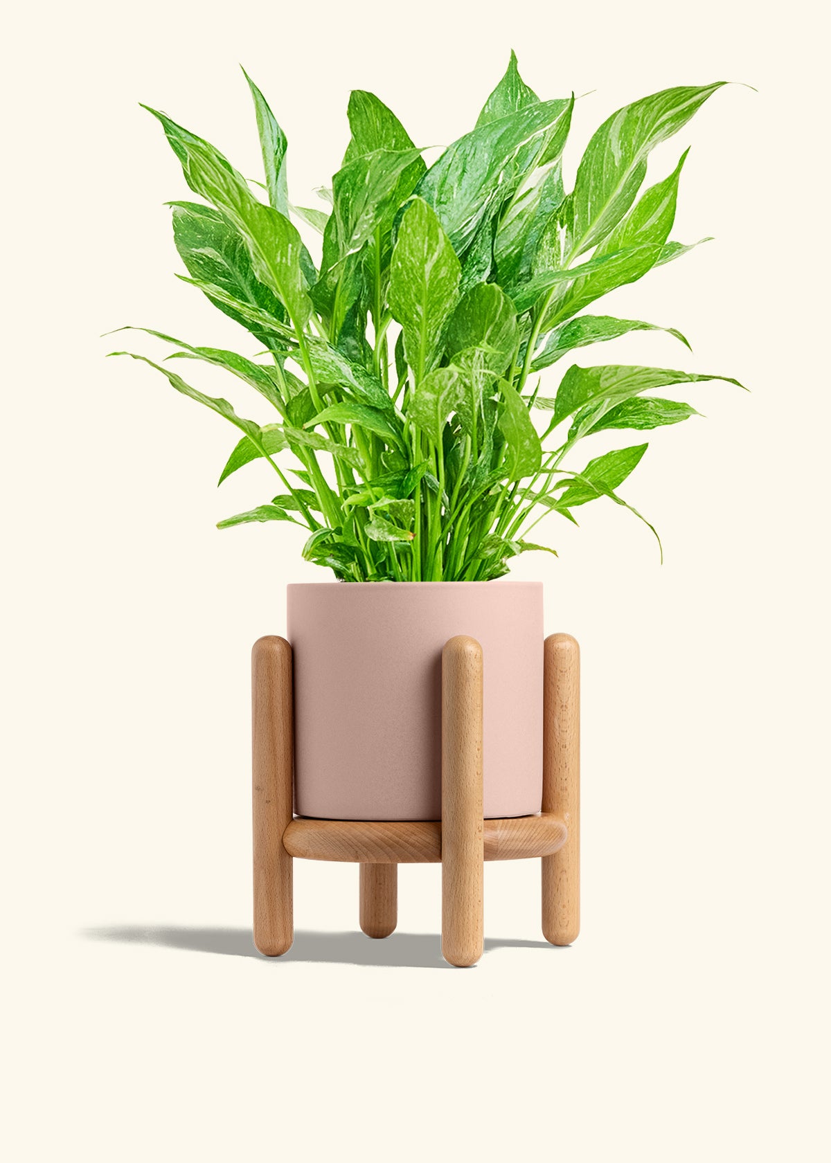 Variegated Peace Lily in a 6 inches Pink Classic Cylinder Planter in a Beech Wood Stand