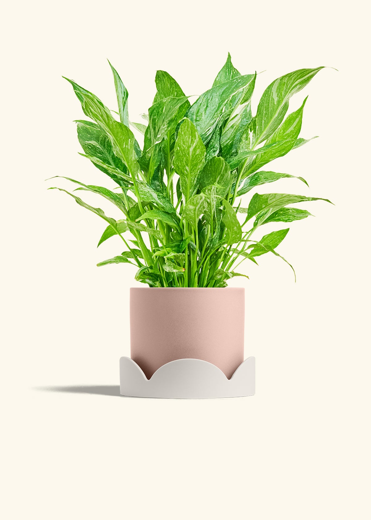 Variegated Peace Lily in a 6 inches Pink Classic Cylinder Planter in a Oat Petal Drip Tray